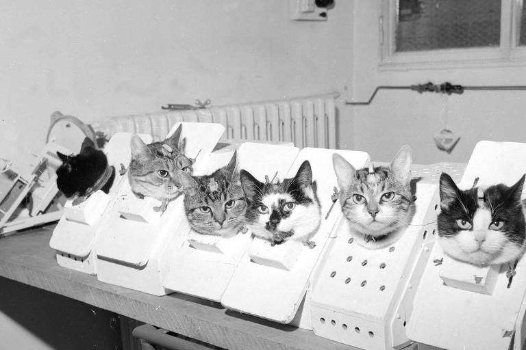 The training of cats destined for the French space program in 1963. The training of cats destined for the French space program in 1963.
