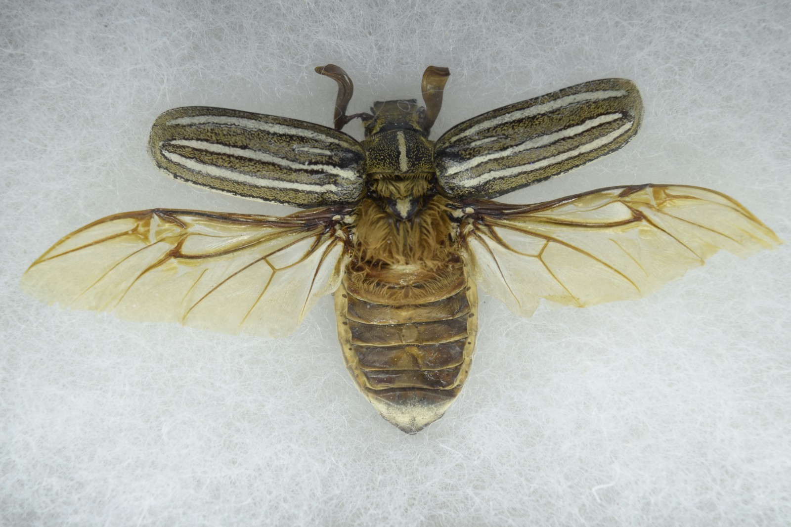 Ten Lined June Beetle Polyphylla decemlineata Mounted Insect Specimen Framed