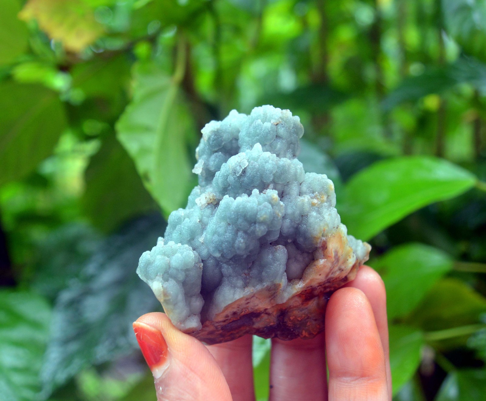 chalcedony coral minerals specimen s-9