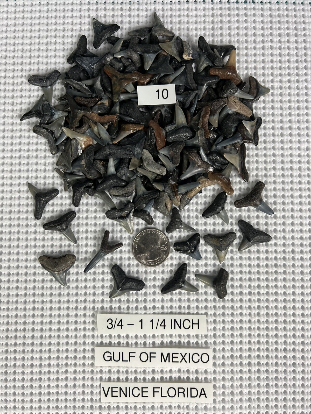 Lot of 10 fossilized 3/4 - 1. 1/4 inch shark teeth from Venice Florida ( GULF ) Lot of 10 fossilized 3/4 - 1. 1/4 inch shark teeth from Venice Florida ( GULF )