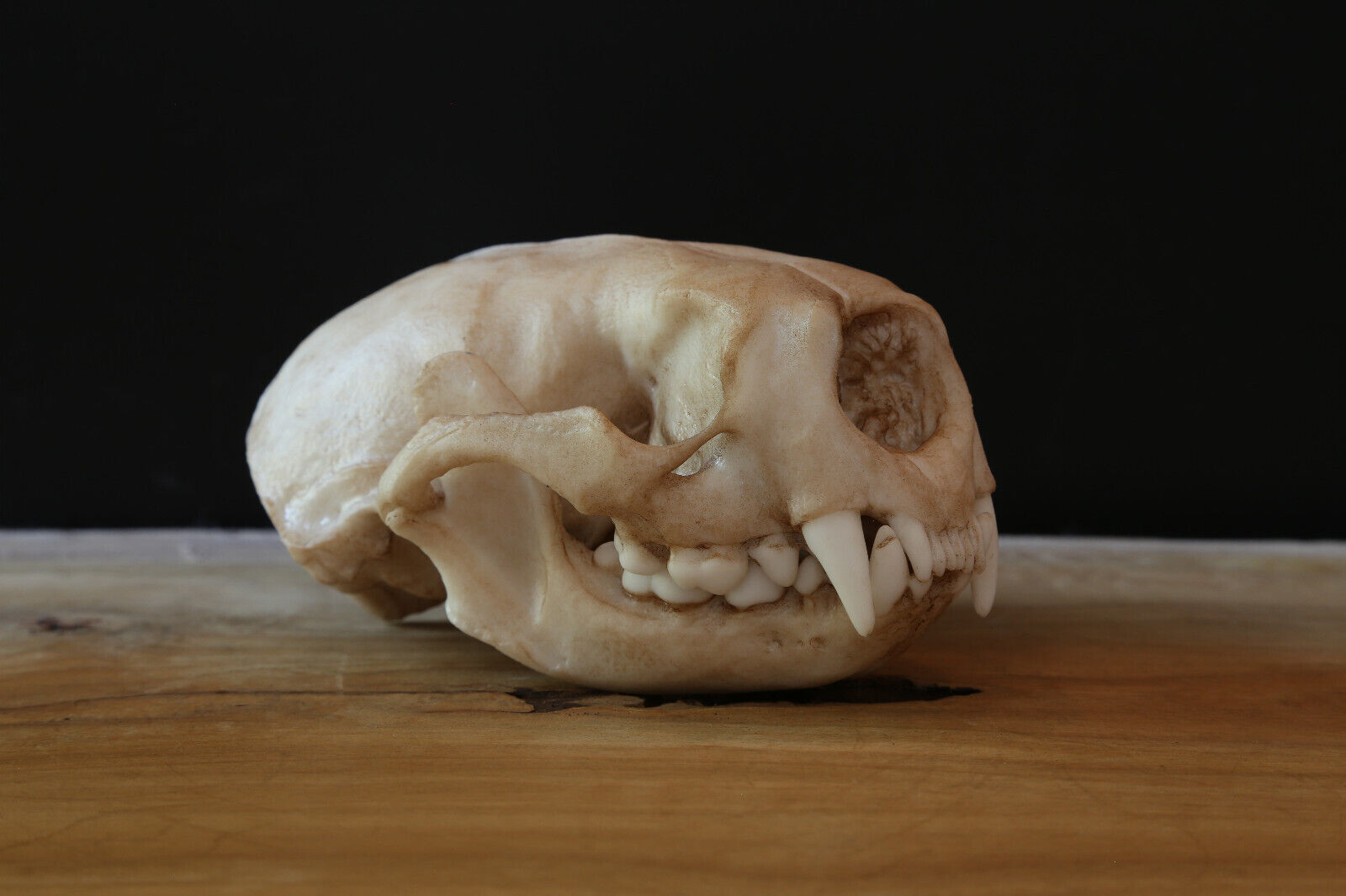 Sea Otter Life Sized Skull-Replica - High Quality Piece-FREE World Wide Shipping