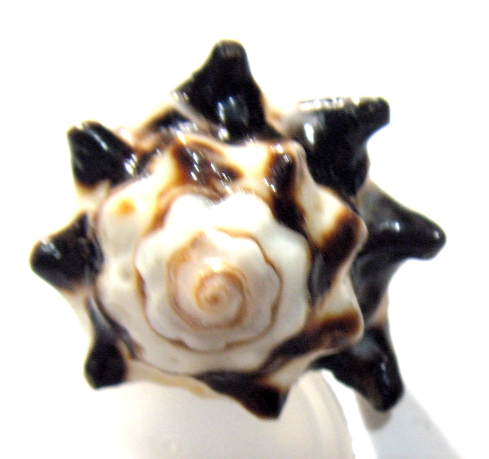 vintage natural seashell artistic hand crafted naturalist ring sz 6 55209 vintage natural seashell artistic hand crafted naturalist ring sz 6 55209