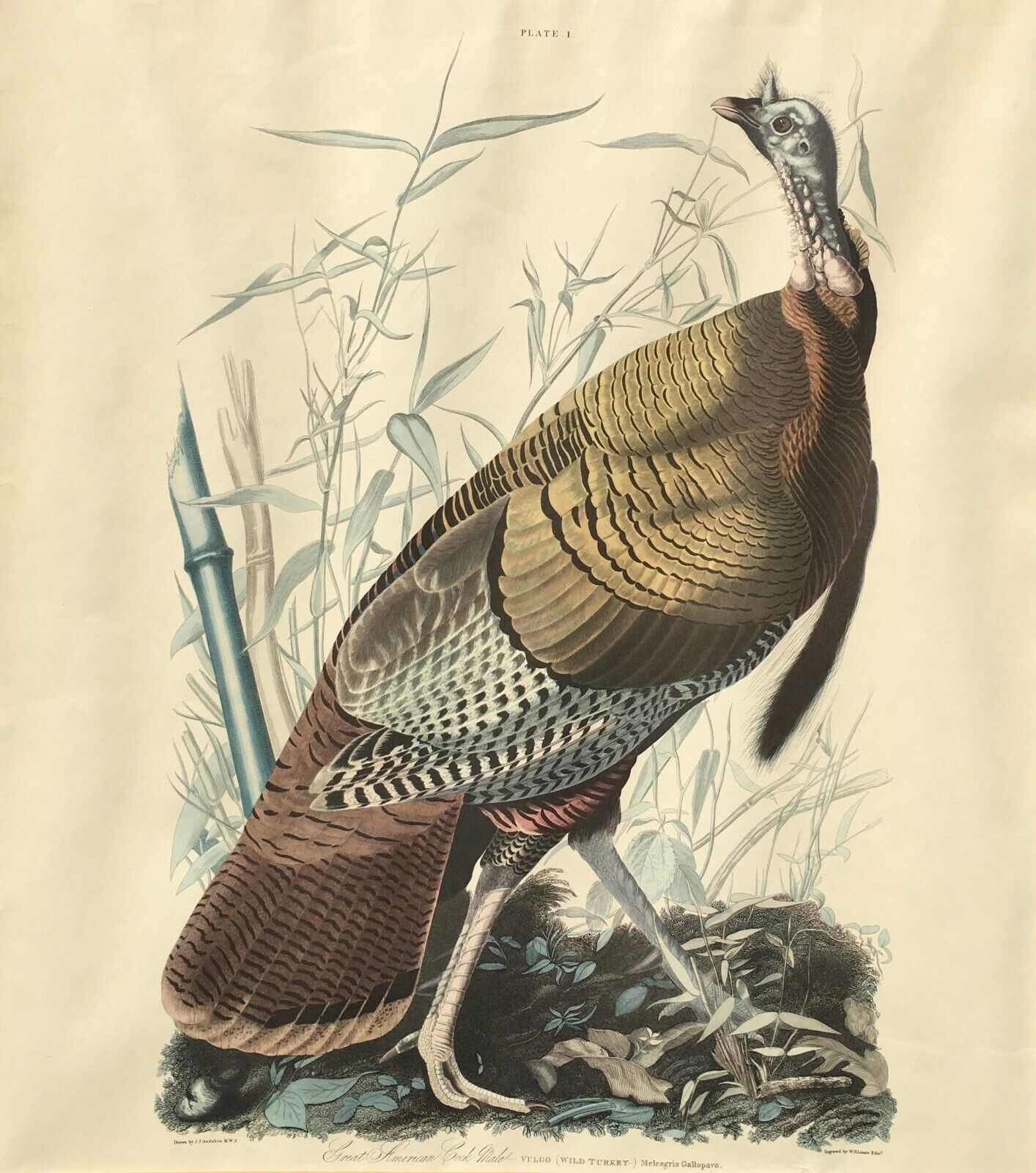 Audubon-Great American Cock Male-Lithograph-19th Century REDUED FOR QUICK SALE