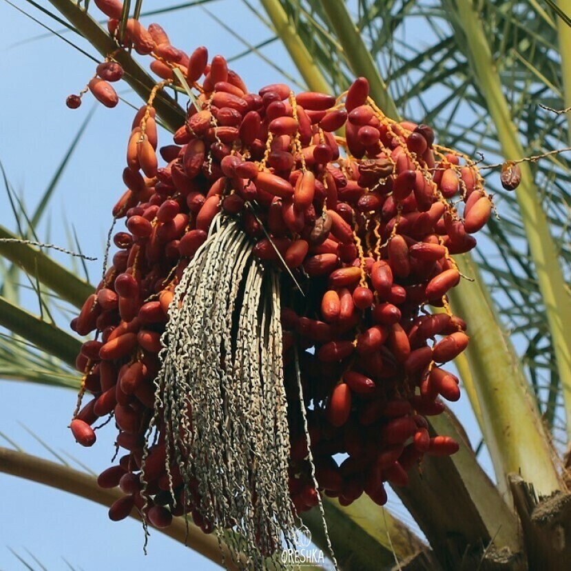 Phoenix dactylifera Mazafati 20 PCS fresh seeds, Mazafati date palm tree seeds
