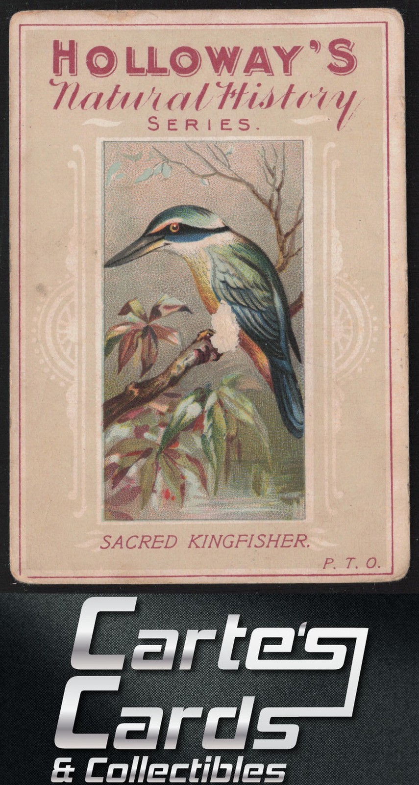 Sacred Kingfisher 1930s Holloway\'s Natural History Series Birds #25