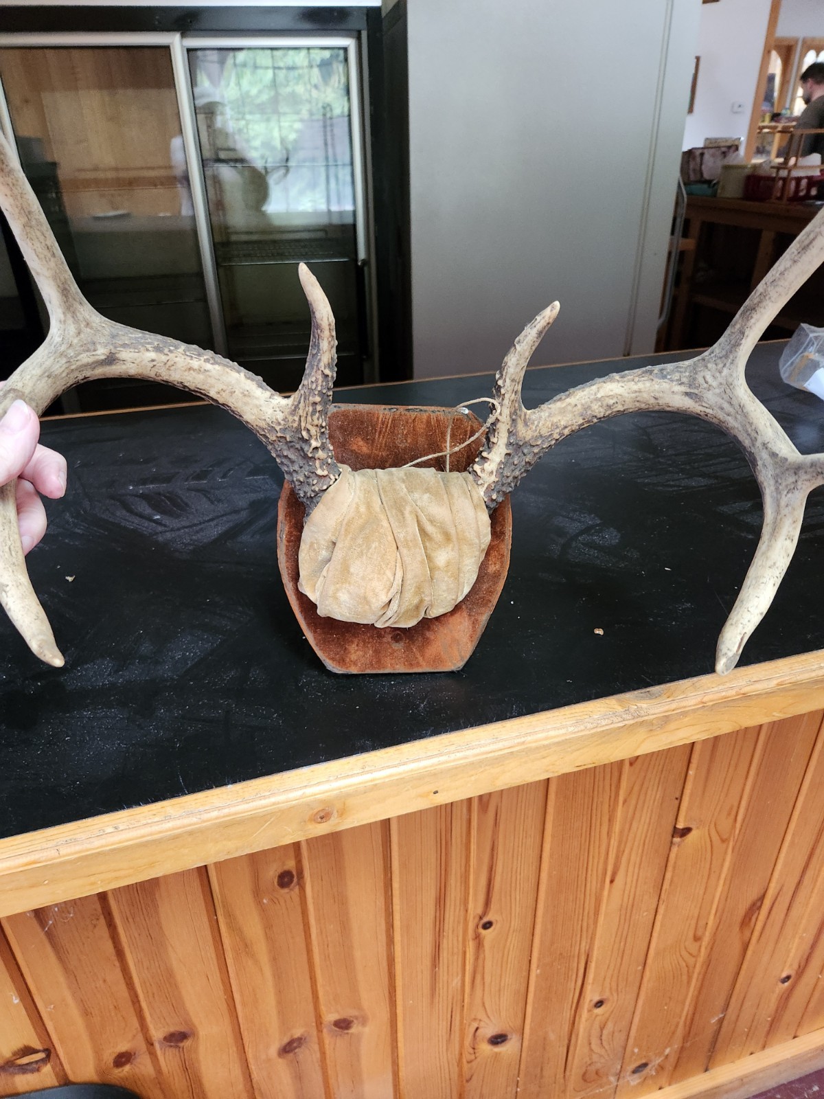 Real Whitetail Deer Antlers 8 Point Buck Skull Cap Taxidermy Mount Hunting 