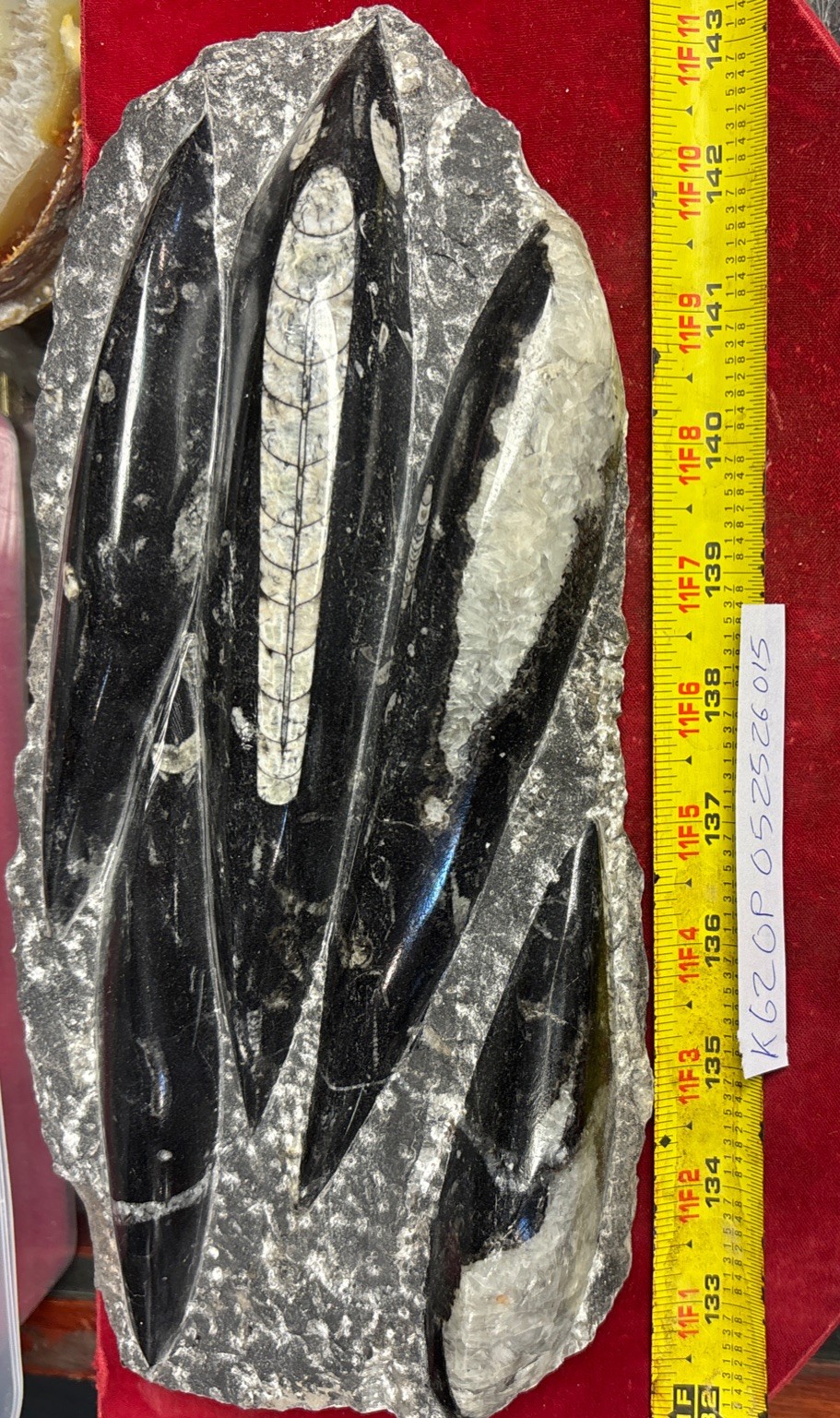 ❤️ Nice Orthoceras Plate 11” X 5” Polished Devonian Fossils 4 Pounds 7 Ounces