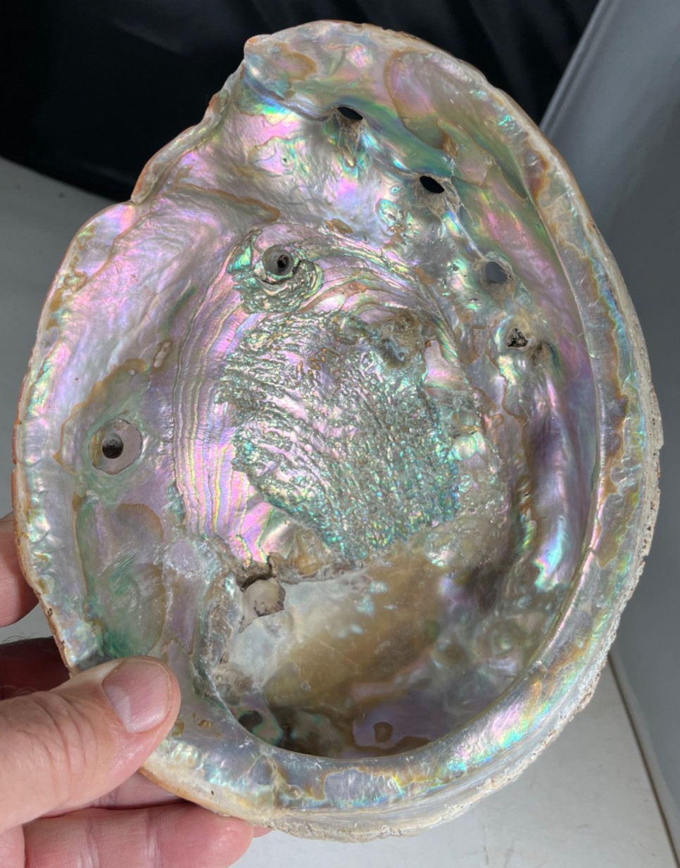 Beautiful Large Red Abalone Shell Natural Specimen 8\