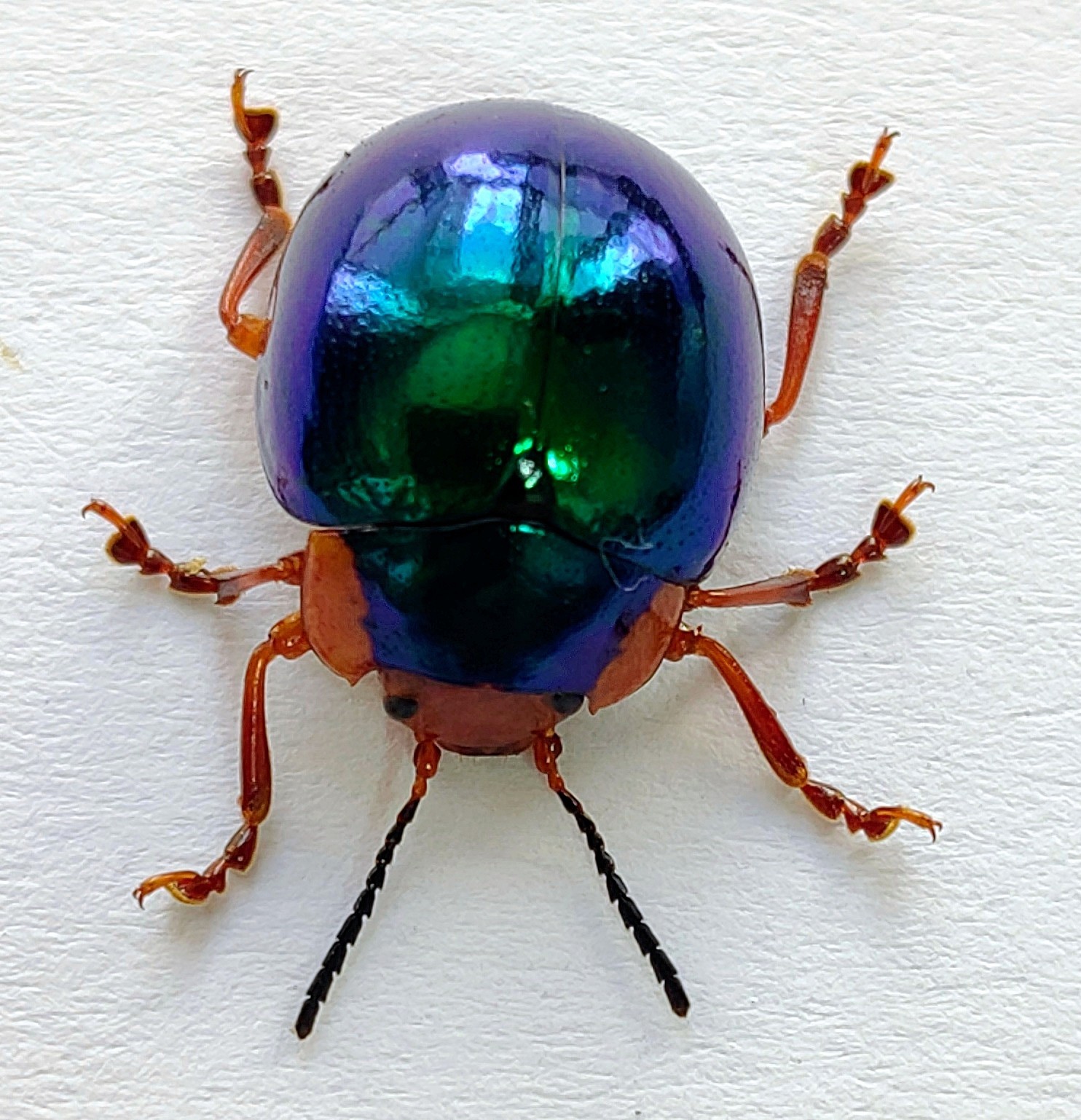TS3- 1272 Chrysomelidae
