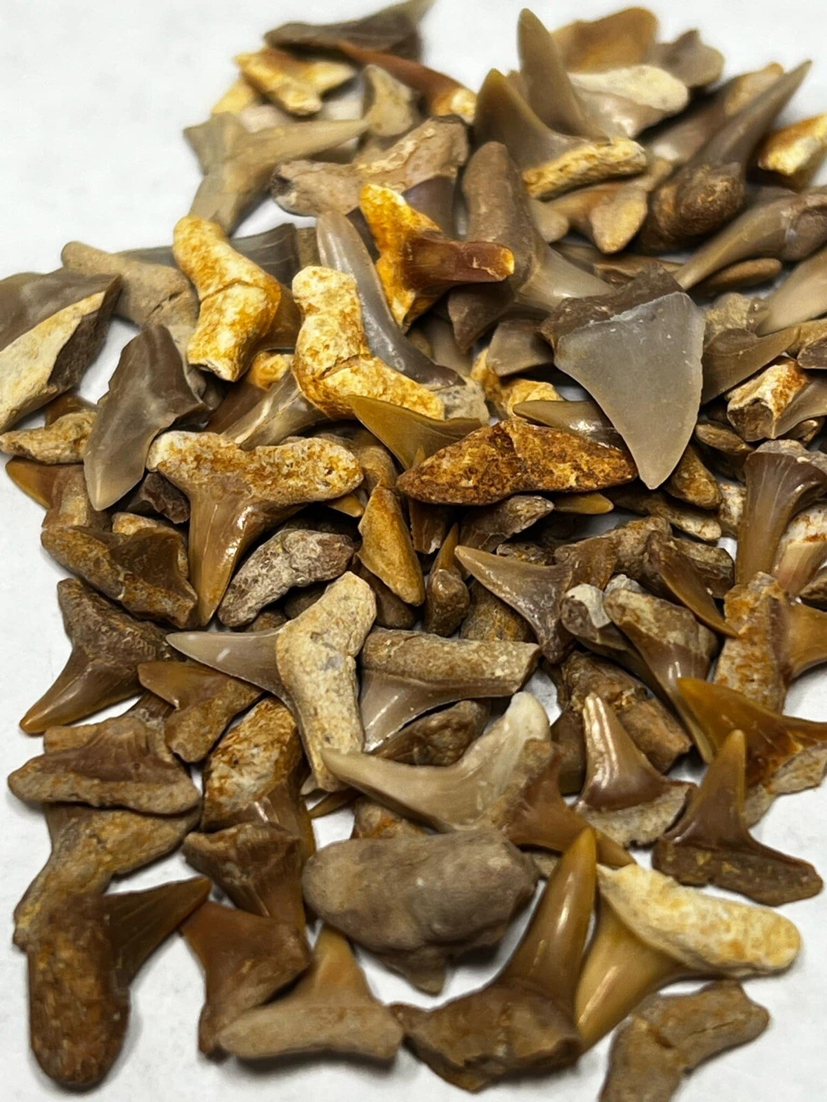 Lot Of 100+ Small Fossil Shark Teeth Wholesale Western Sahara