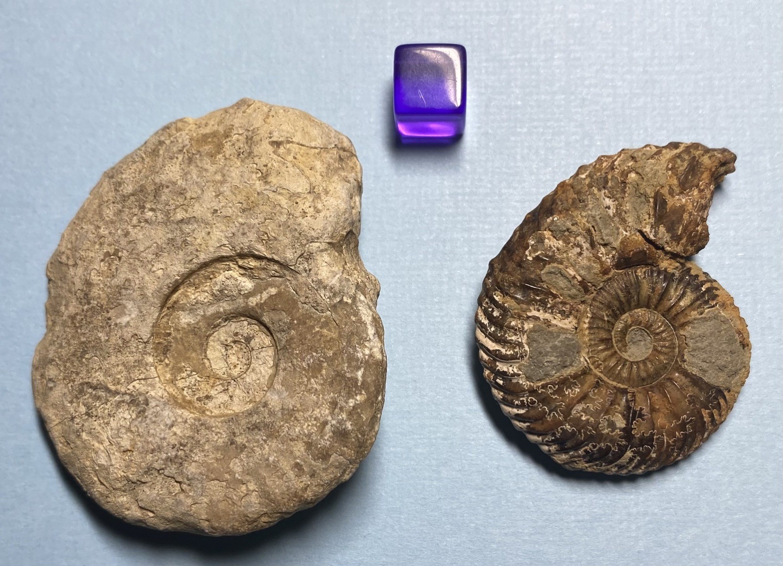 Two Lovely Jurassic Ammonites Quenstedtoceras & Harpoceras 160/180 million ya