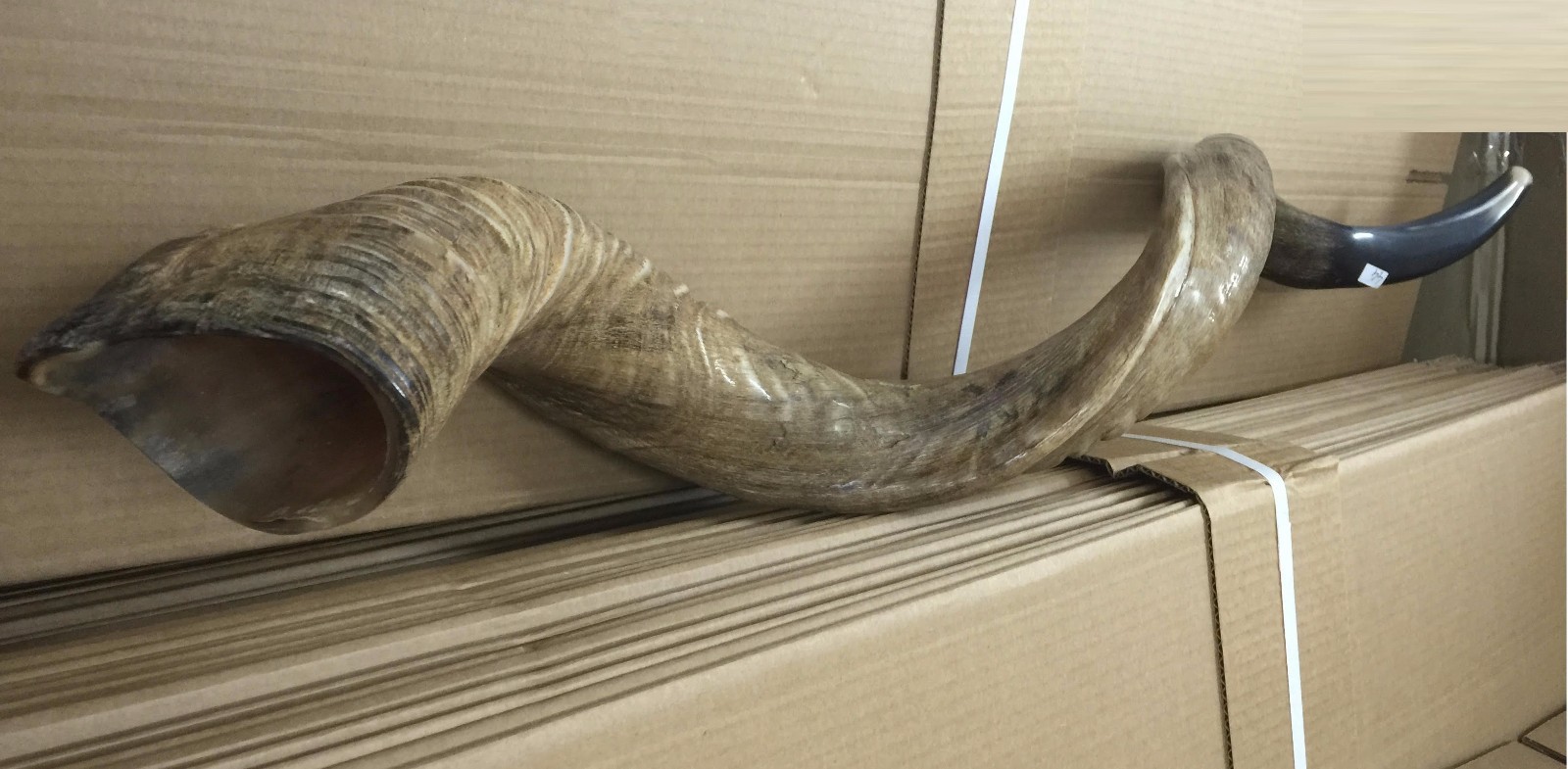 Amazing Kudu Yemenite SHOFAR Horn Kosher Full Natural From Israel XL 38\