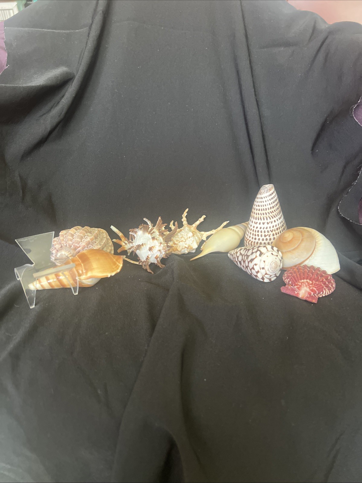 9 Different Extremely Unique Sea Shells￼