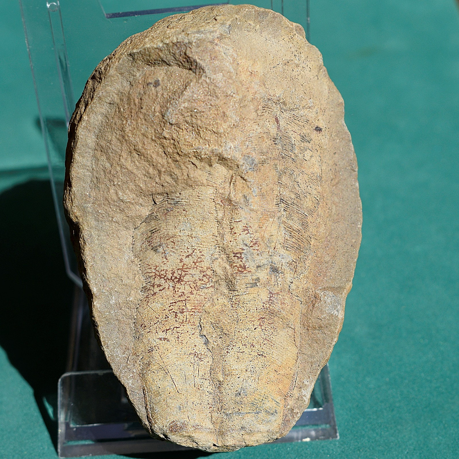 Rare oversized conulariid fossil - Bolivia devonian - conulariid