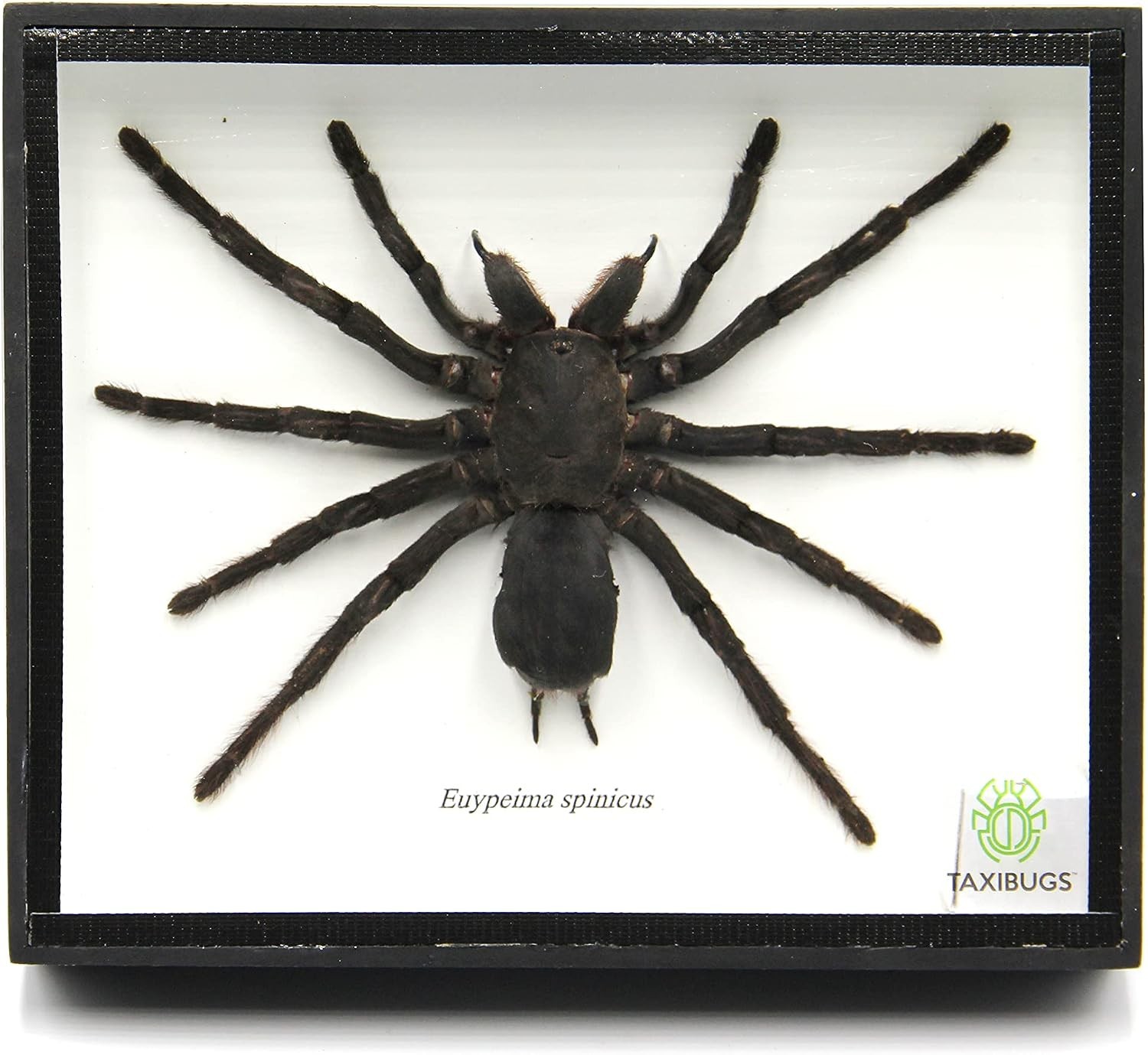 Real Giant Bird Eating Tarantula EURYPEIMA SPINCRUS Spider Taxidermy Transparent Real Giant Bird Eating Tarantula EURYPEIMA SPINCRUS Spider Taxidermy Transparent