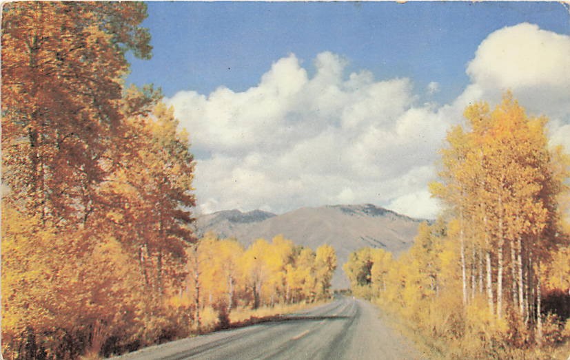Postcard AZ: Mountain Roadway Through the Aspens, Arizona
