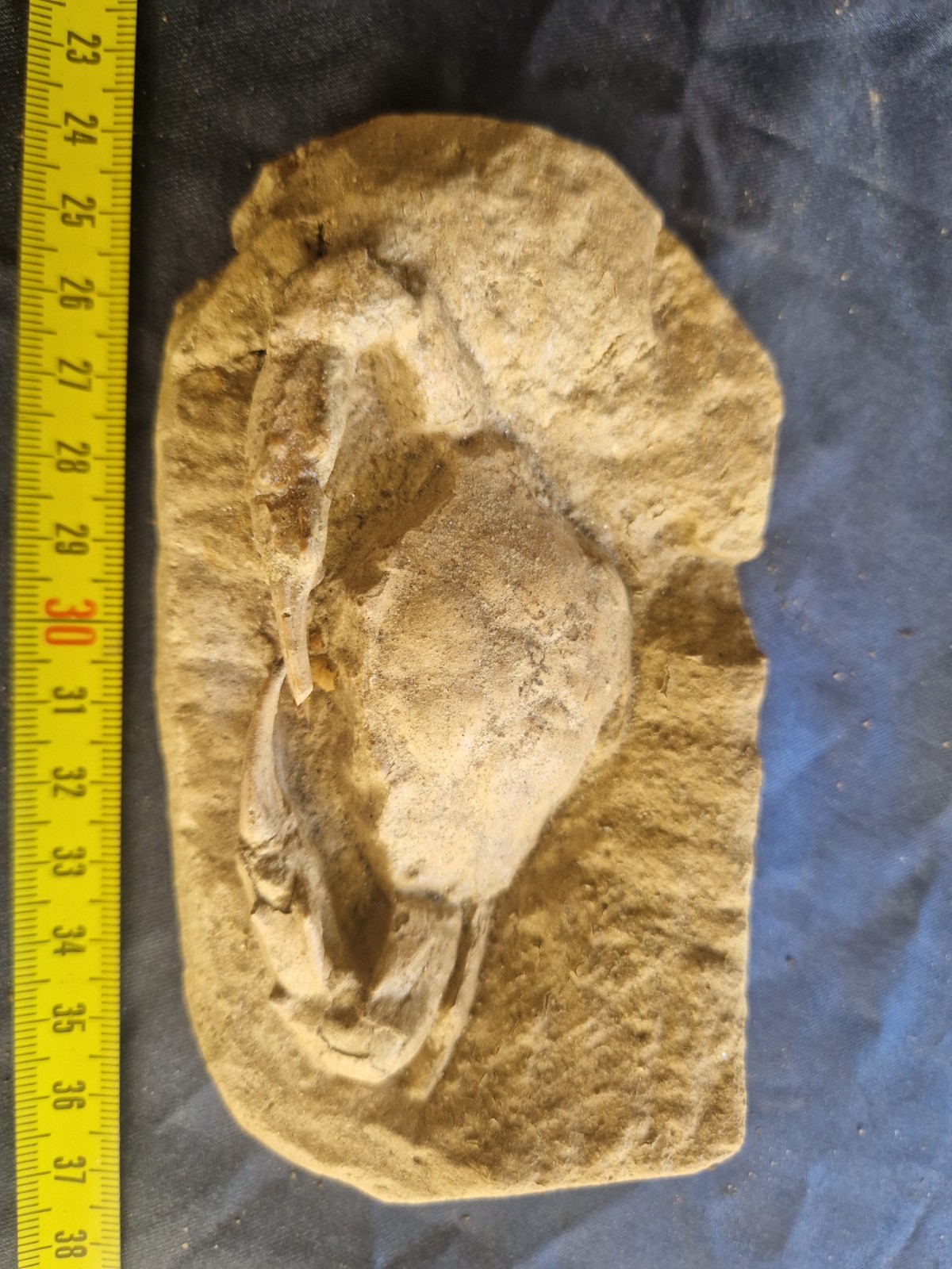 MASSIVE, LARGE, fossil CRAB from Java, Indonesia good details, great claws MASSIVE, LARGE, fossil CRAB from Java, Indonesia good details, great claws