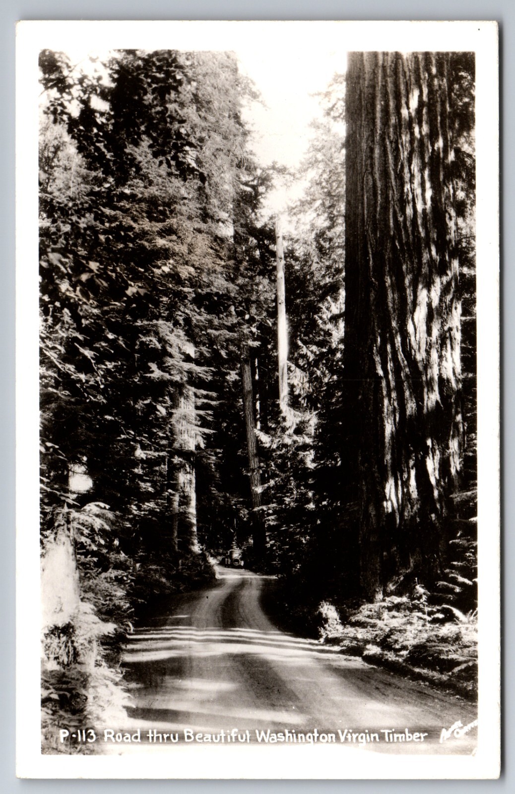 C.1940 RPPC WASHINGTON WA ROAD THRU WASHINGTON VIRGIN TIMBER PHOTO Postcard P37
