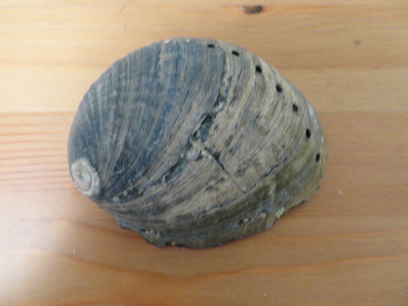Vintage Beach Find Shell - Black Abalone (Haliotis cracherodii) - RARE XV