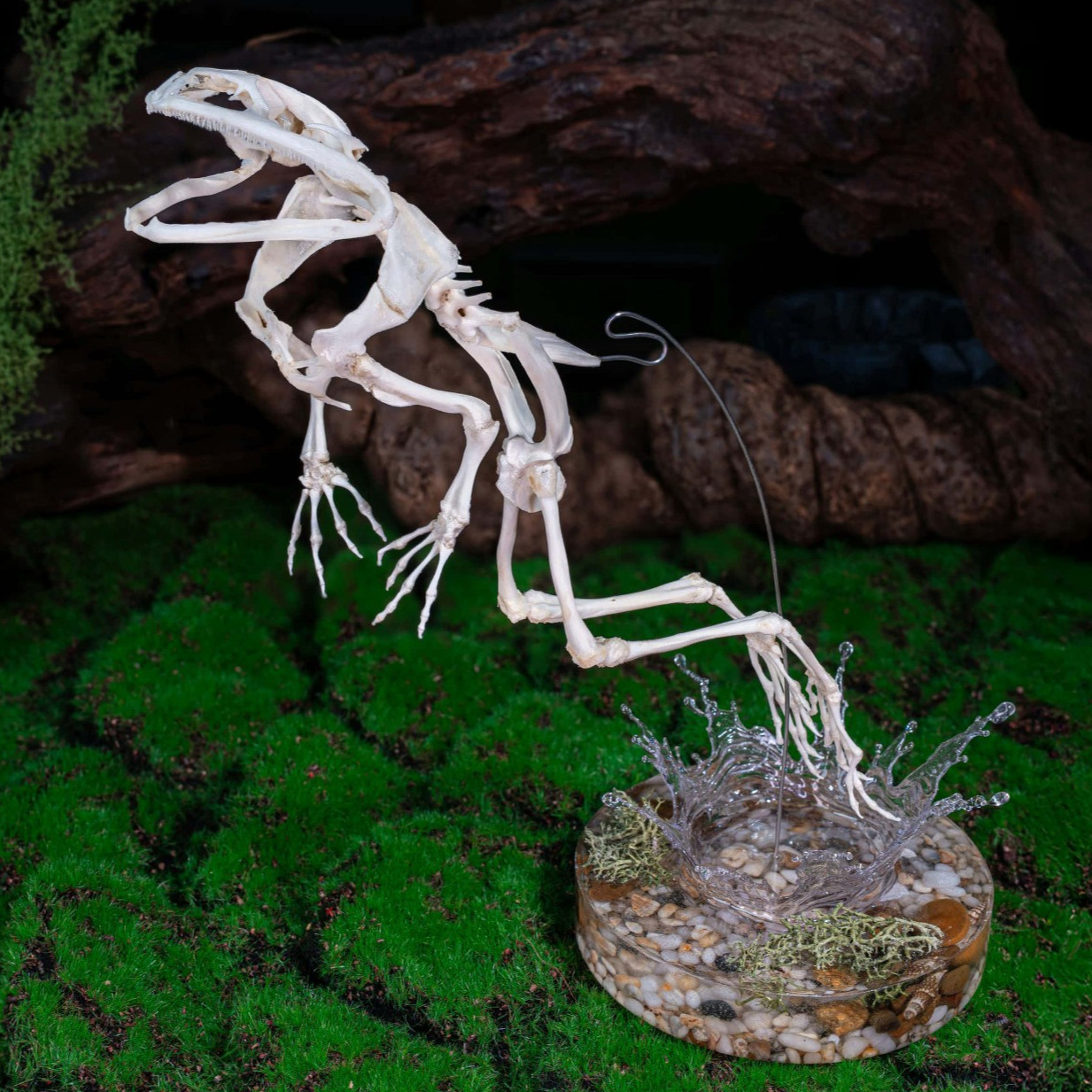Real Asian Bullfrog Skeleton, Frog taxidermy, Oddities Collector Gift, real bone