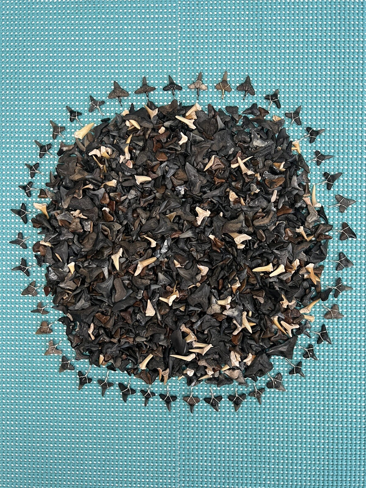 LOT OF 100 ( PARTIAL ) Fossilized Shark Teeth & Bonus Wire Wrapped Pendant 