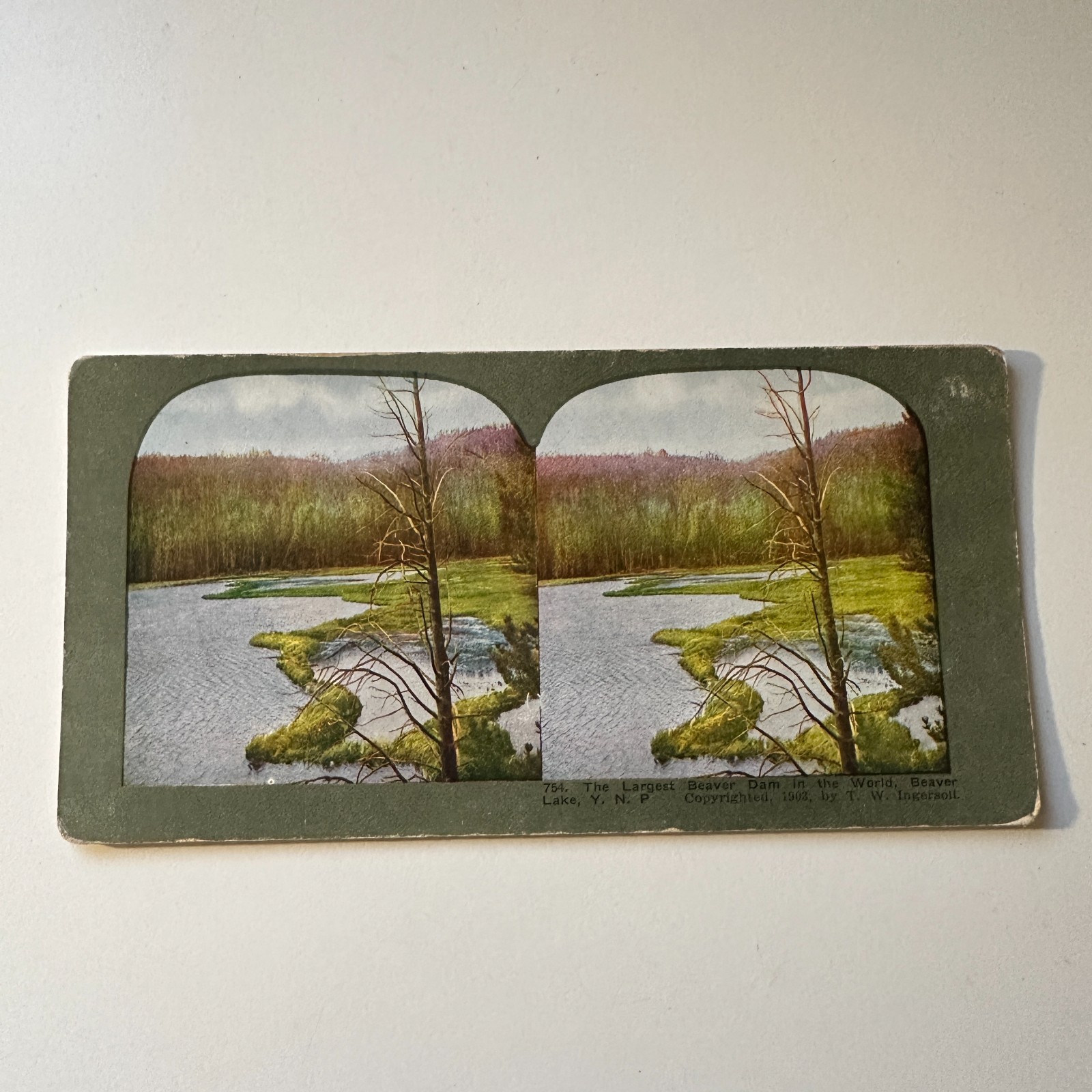 The Largest Beaver Dam In The World Beaver Lake Antique Stereoview Card 5H6-6