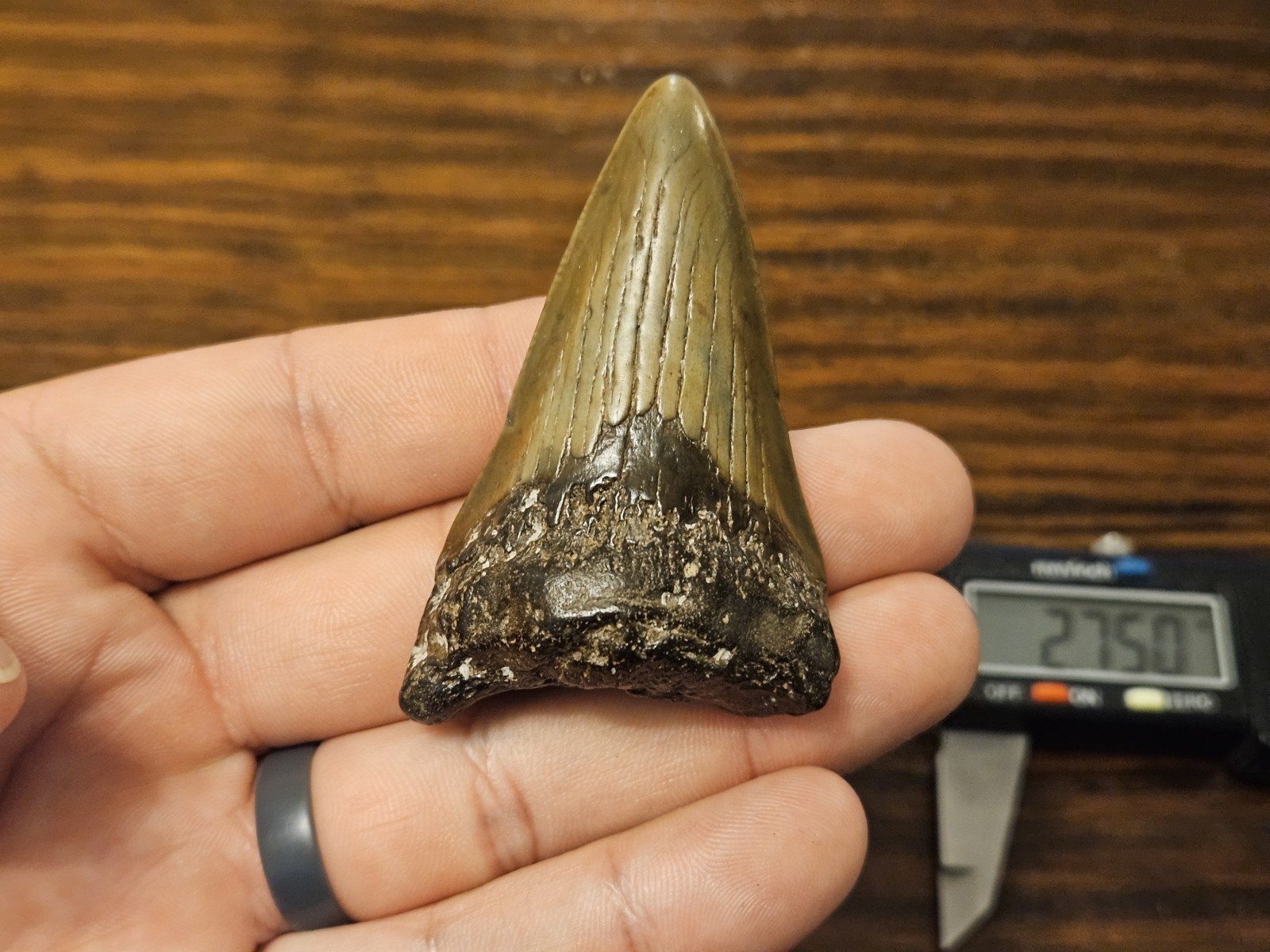 Megalodon Shark Tooth 2.75 Inch -  Beautiful Fossil - South Carolina River
