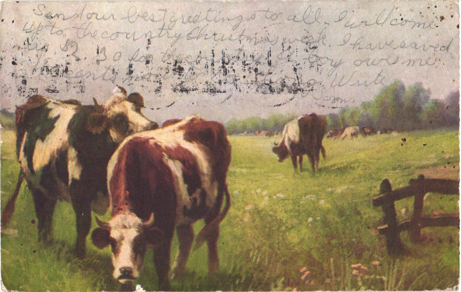 Rush City MN 1909 Postcard Cows Grazing in Field Farm Scene Divided Back Rush City MN 1909 Postcard Cows Grazing in Field Farm Scene Divided Back