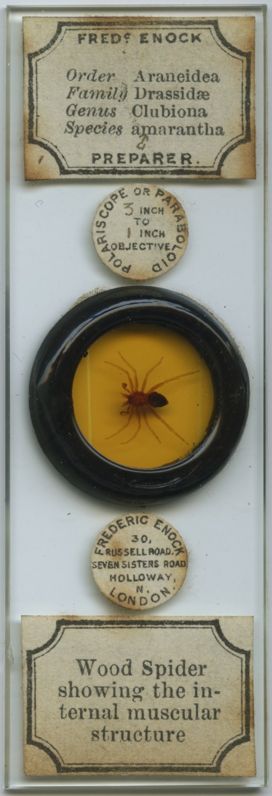 Antique microscope slide by Enock - Polar Wood Spider, Deep Cell Antique microscope slide by Enock - Polar Wood Spider, Deep Cell