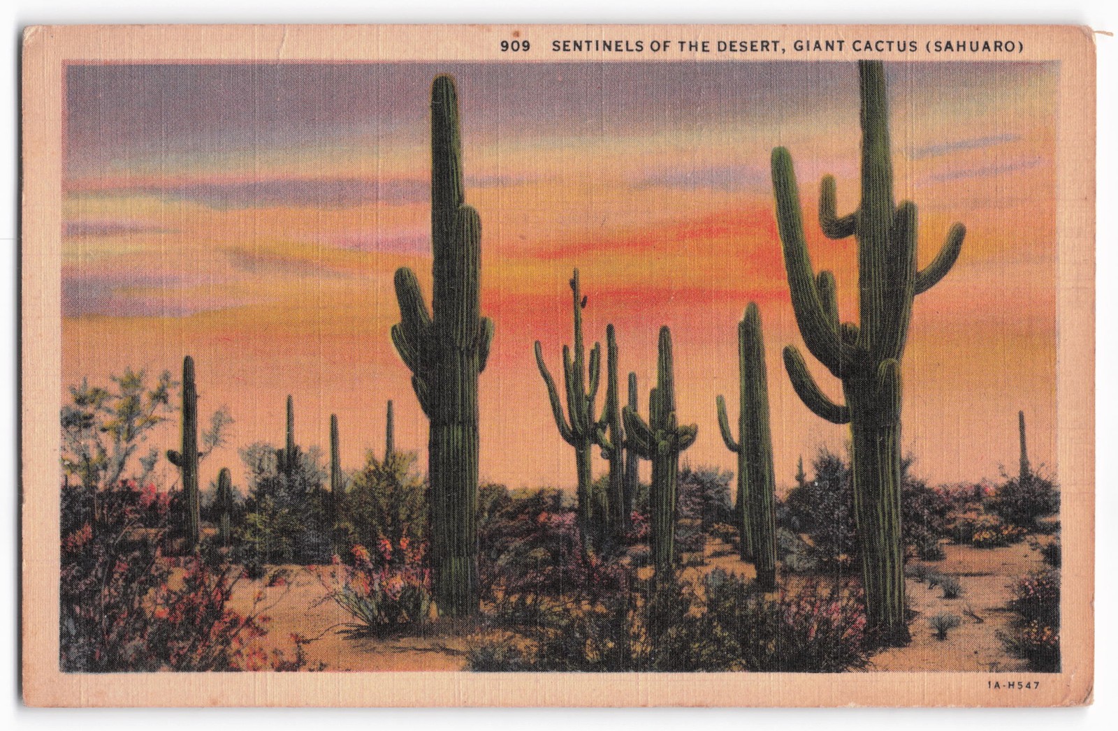 Vintage 1941 Saguaro Cactus Desert Sunset Postcard - Sentinels of the Desert