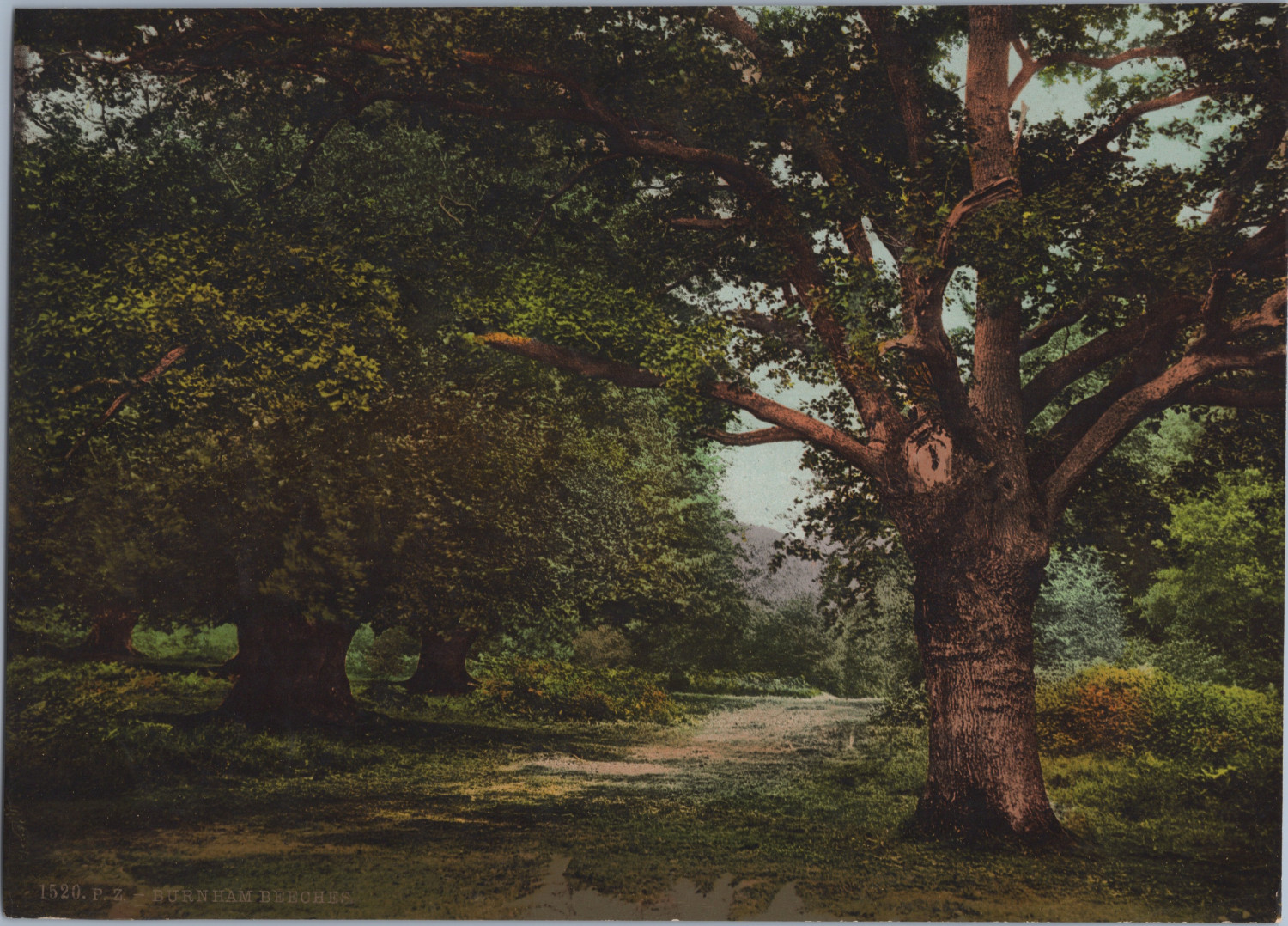 England. Burnham Beeches. Near Slough in Bucks, Vintage photochrom by P.Z, Photo