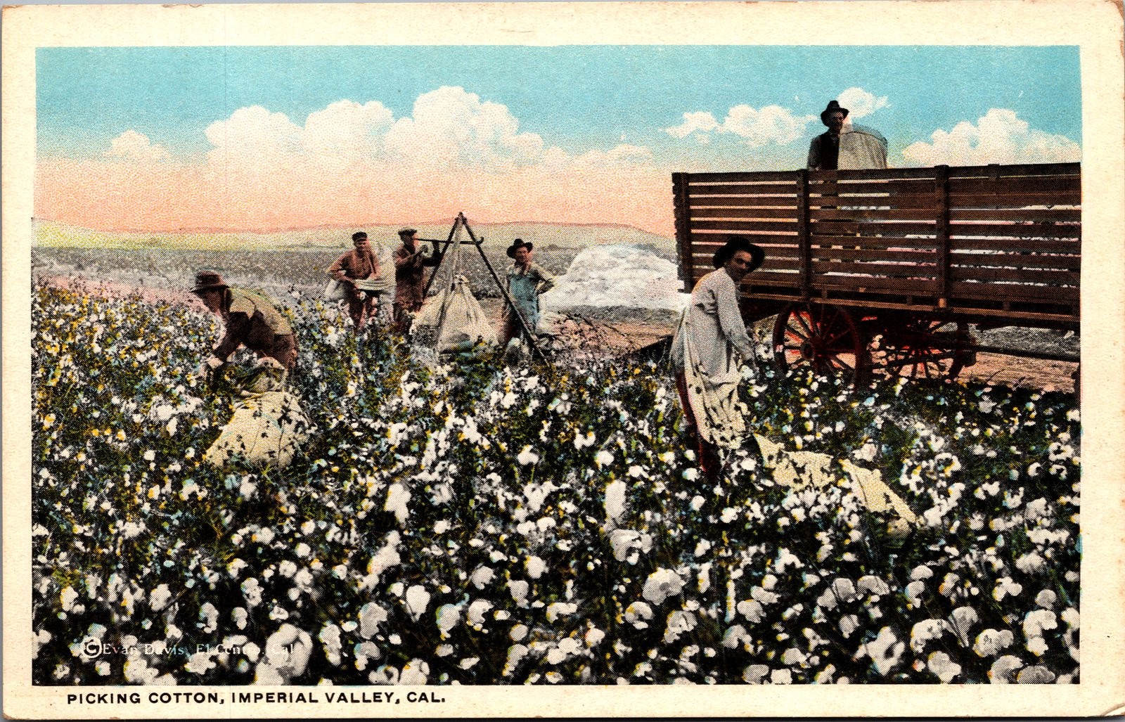 1921 Cotton Picking Imperial Valley CA California Postcard Evan Davis El Centro