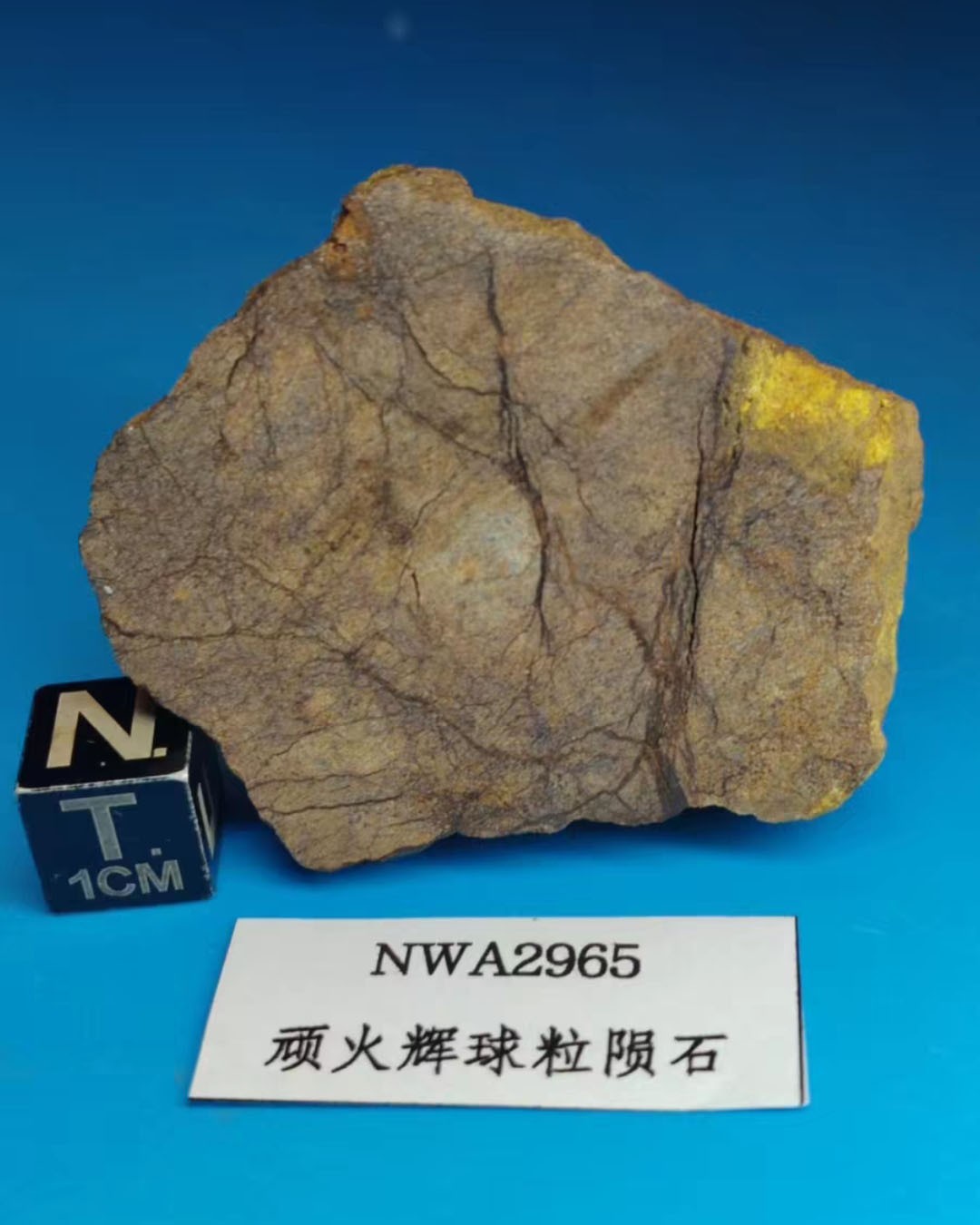 41g NWA 2965 EL meltrock pyroxene chondrite Meteorite Enstatite EL-melt rock