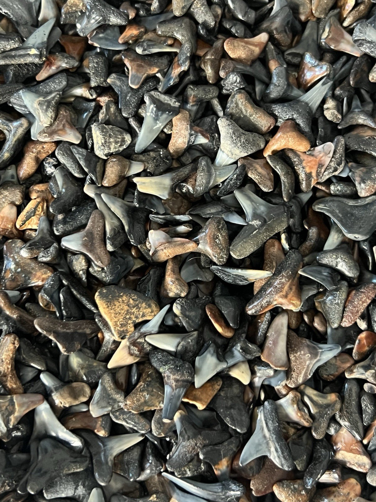 Lot of 500 fossilized ( PARTIAL ) shark teeth from Venice Florida. Lot of 500 fossilized ( PARTIAL ) shark teeth from Venice Florida.
