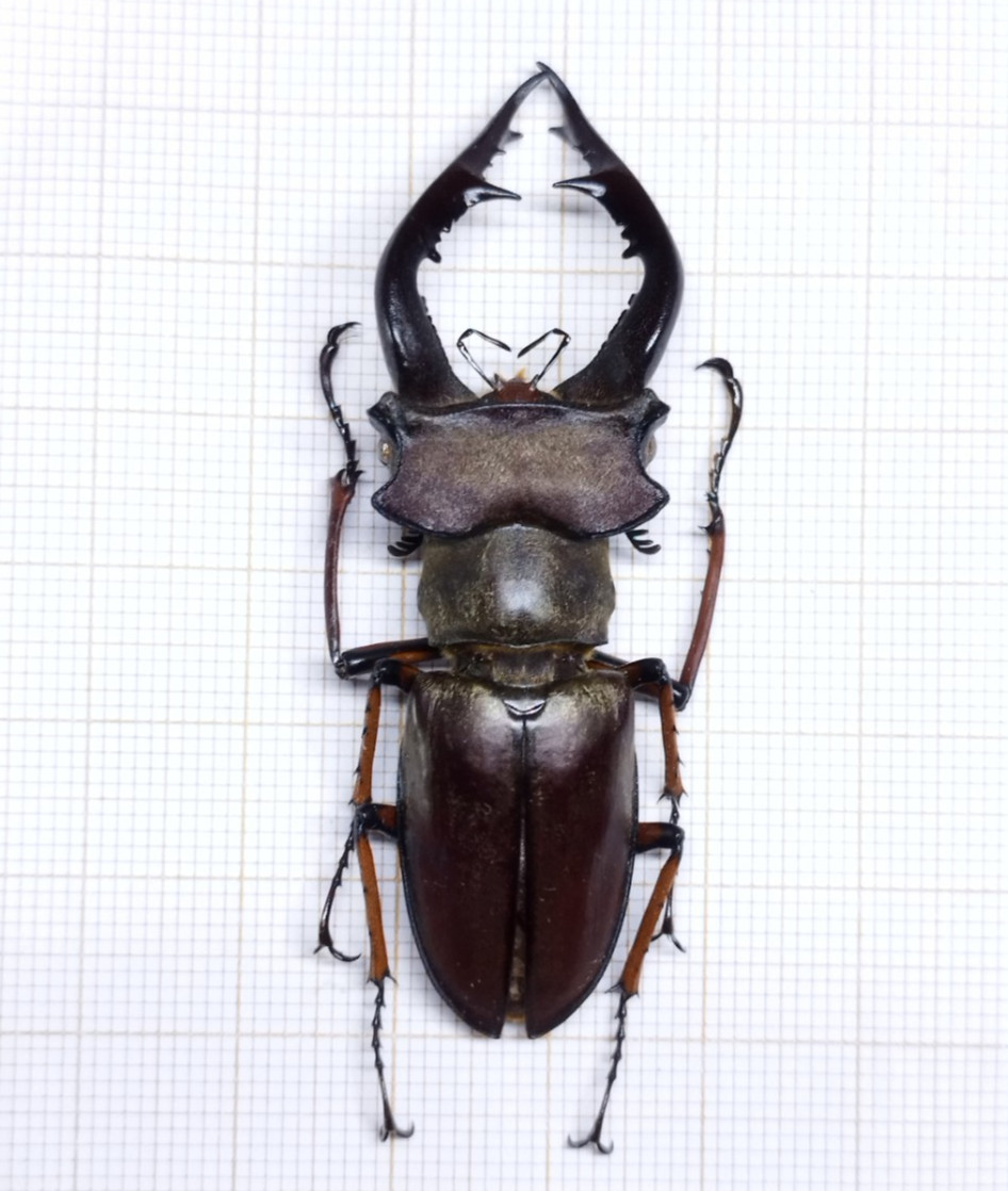 Lucanus gradivus - VIETNAM - A1 Perfect Male 63mm Rare Size from Mù Căng Chải