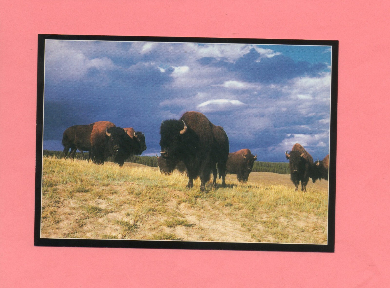 Yellowstone National Park Postcard Bison Herds (  )