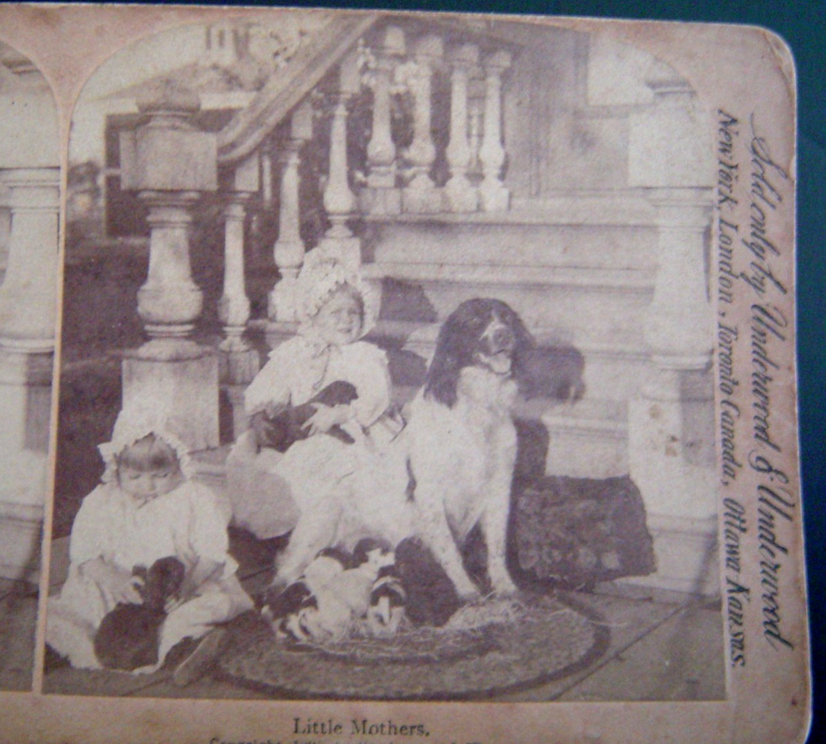 Little Mothers  Children & Dogs 1895   Stereoview   Underwood  Card