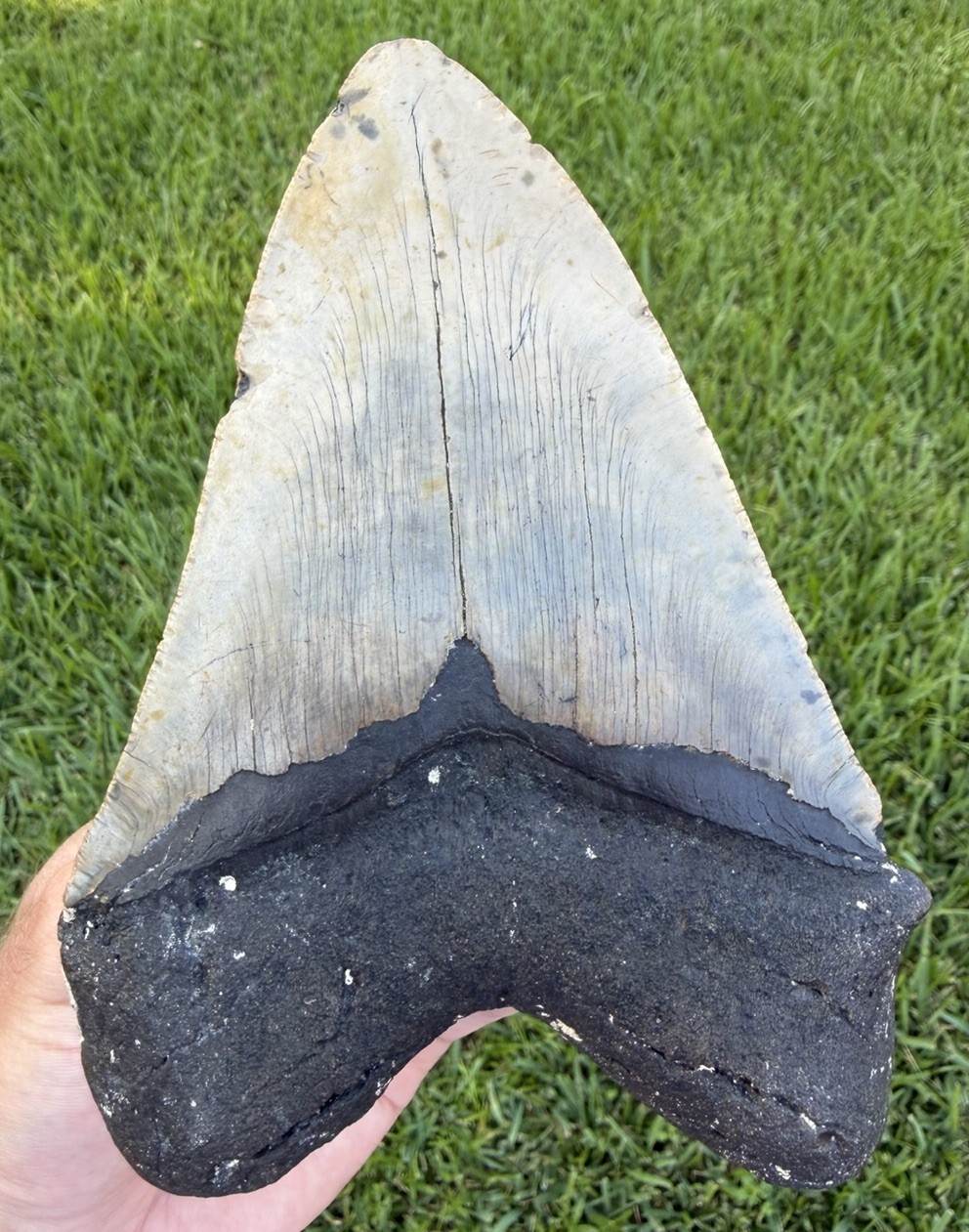 XXL 6.14” Megalodon Shark Tooth Fossil NC Dive Tooth All Natural Shark Teeth