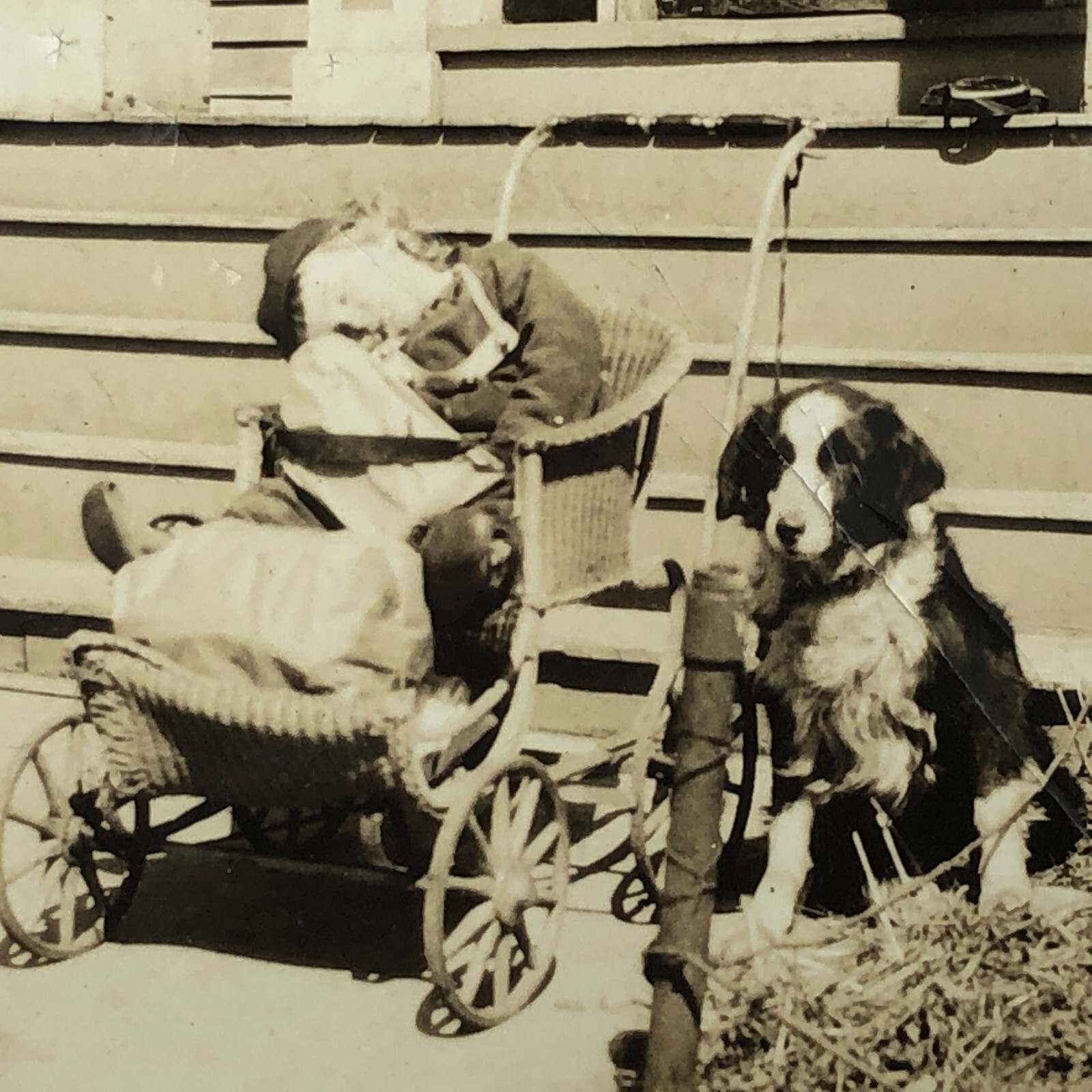 VTG 1920s Real Photo Sweet Collie Dog Guarding Sleeping Child Wicker Stroller VTG 1920s Real Photo Sweet Collie Dog Guarding Sleeping Child Wicker Stroller