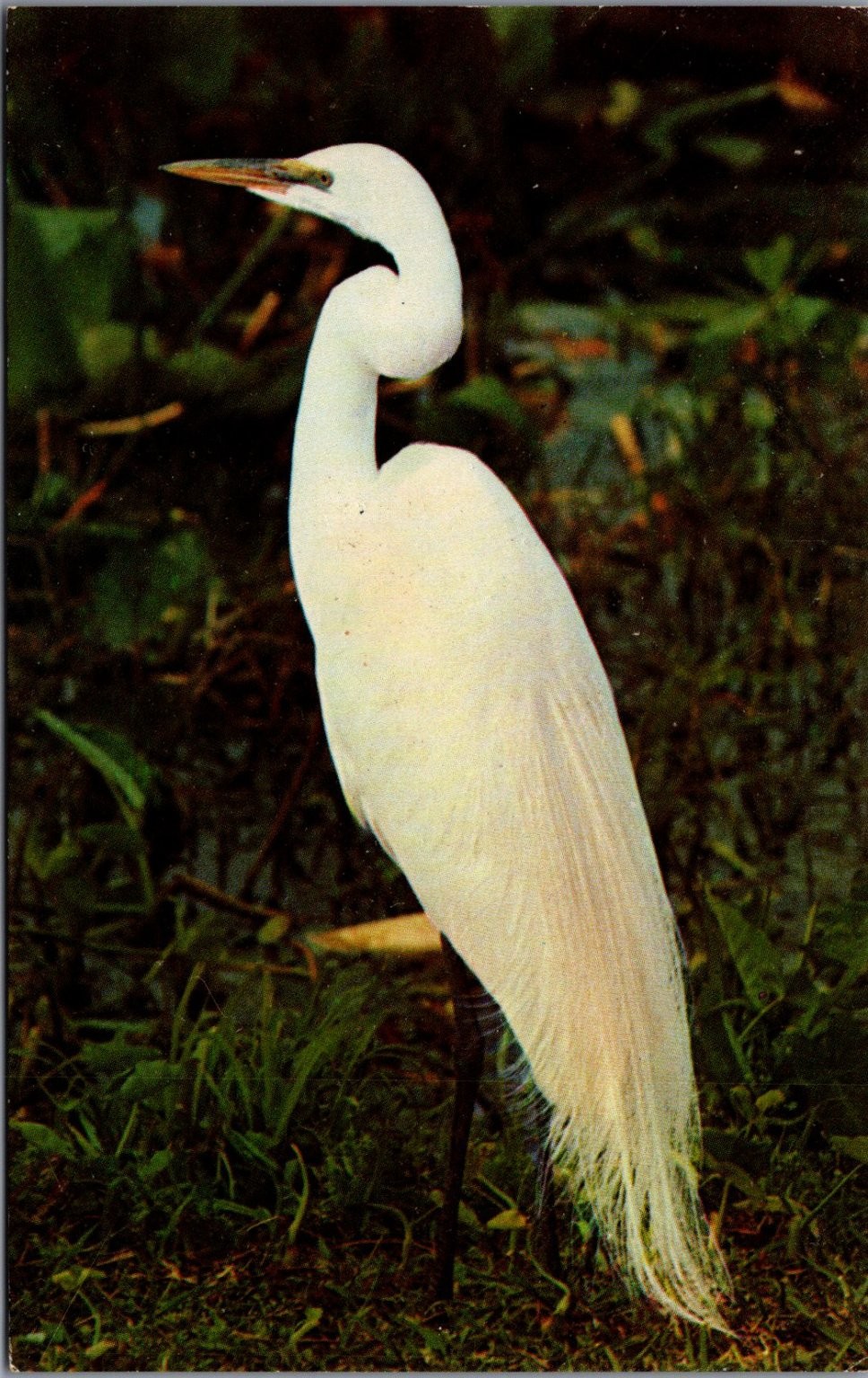 Vintage Great Egret Bird Florida Wildlife Nature Chrome Postcard Dukane Press Vintage Great Egret Bird Florida Wildlife Nature Chrome Postcard Dukane Press