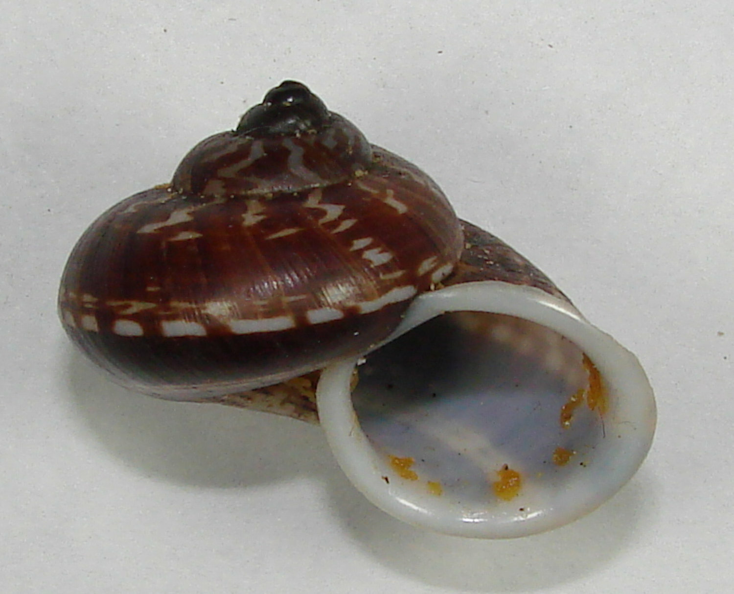 CYCLOPHORUS ELEGANS 34.47mm BEAUTIFUL RARE SPECIMEN South Guangxi, China 2006