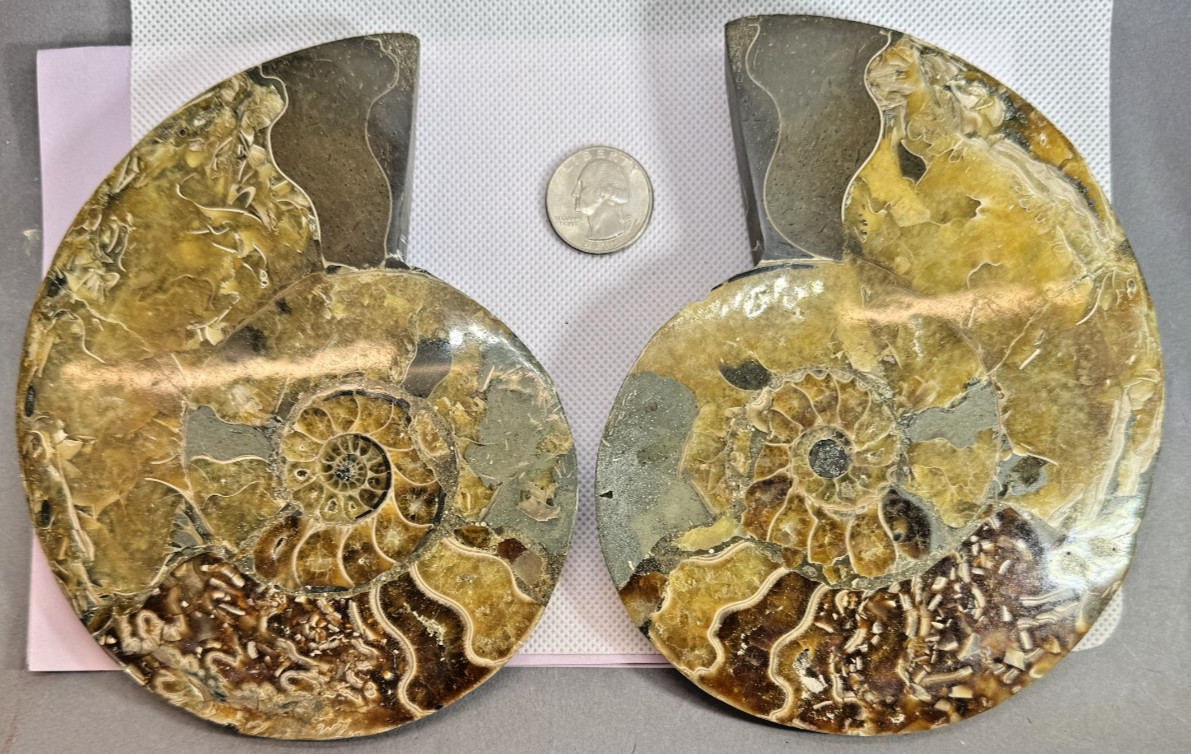 AMMONITE MATCHED PAIR - BROWN - 5.8 AMMONITE MATCHED PAIR - BROWN - 5.8