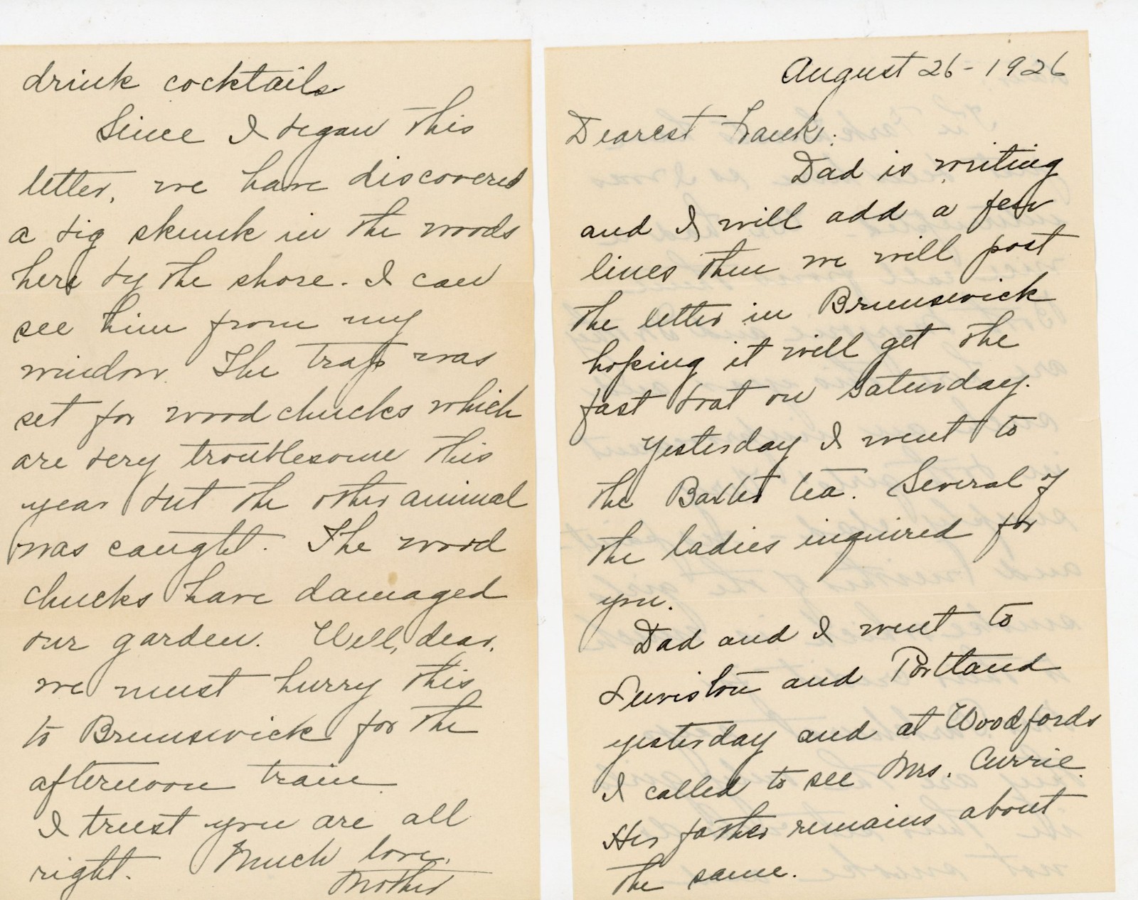 1926 Handwritten Letter Brunswick Lewiston Portland Maine Trapped Skunk 1926 Handwritten Letter Brunswick Lewiston Portland Maine Trapped Skunk