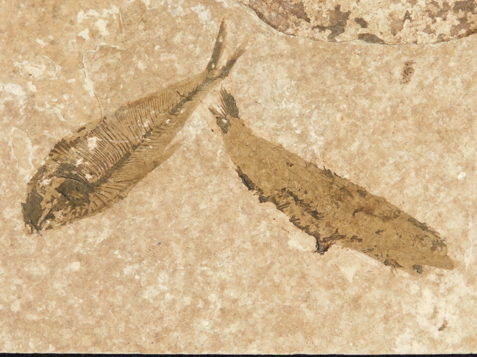 TWO 50 Million Year Old Knightia FRY FISH Fossils With Stand Wyoming 338gr