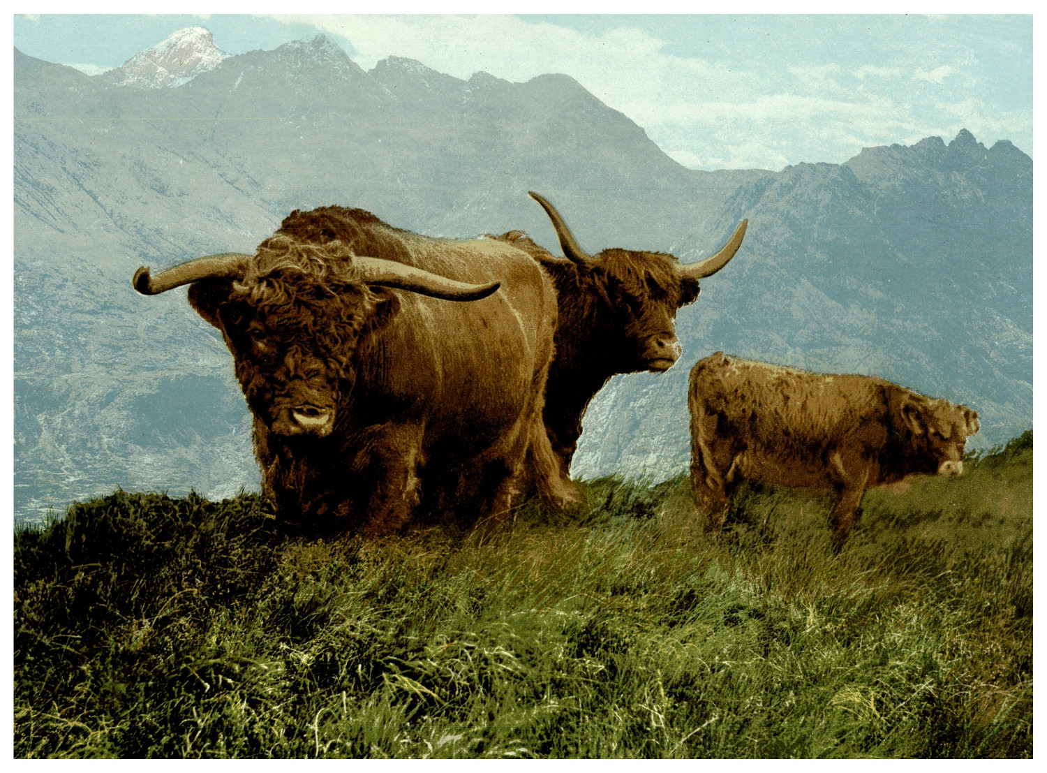 Scotland, Highlands, Cattle Photochrome, Vintage Photochrome 16.5x22.5 Scotland, Highlands, Cattle Photochrome, Vintage Photochrome 16.5x22.5
