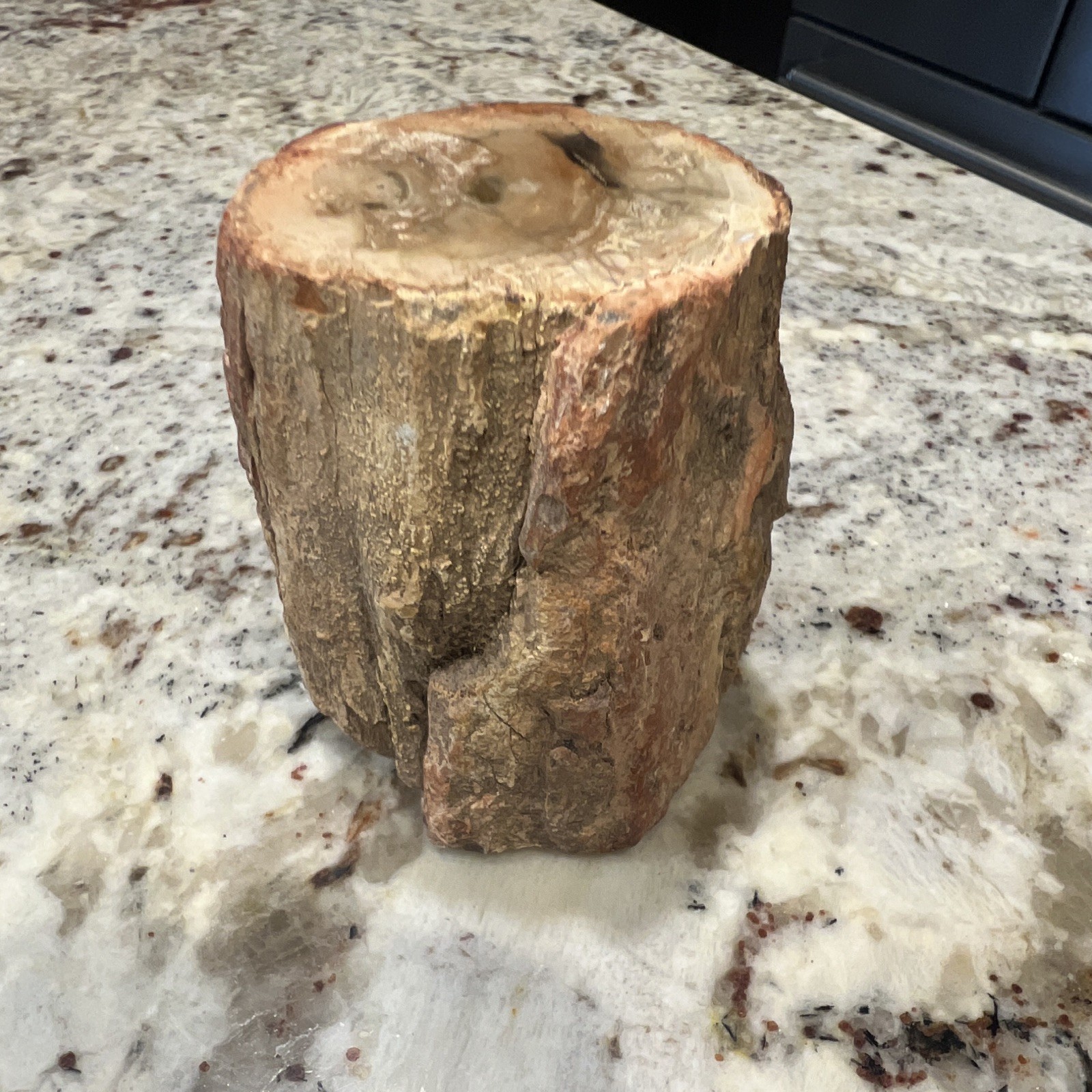Petrified Wood Fossil Log Section Chunk Specimen Polished Top Cut End