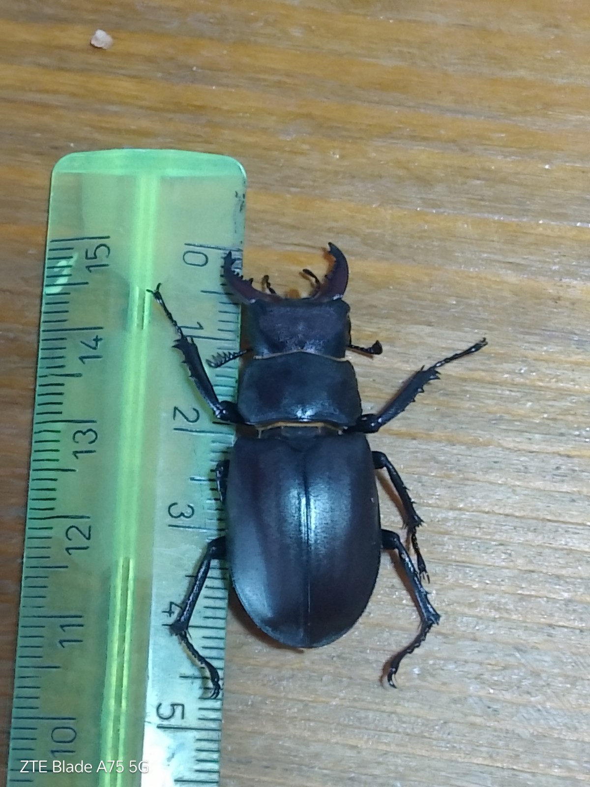 Coleoptera Lucanidae Male Lucanus Tetraodon 42mm Lazio