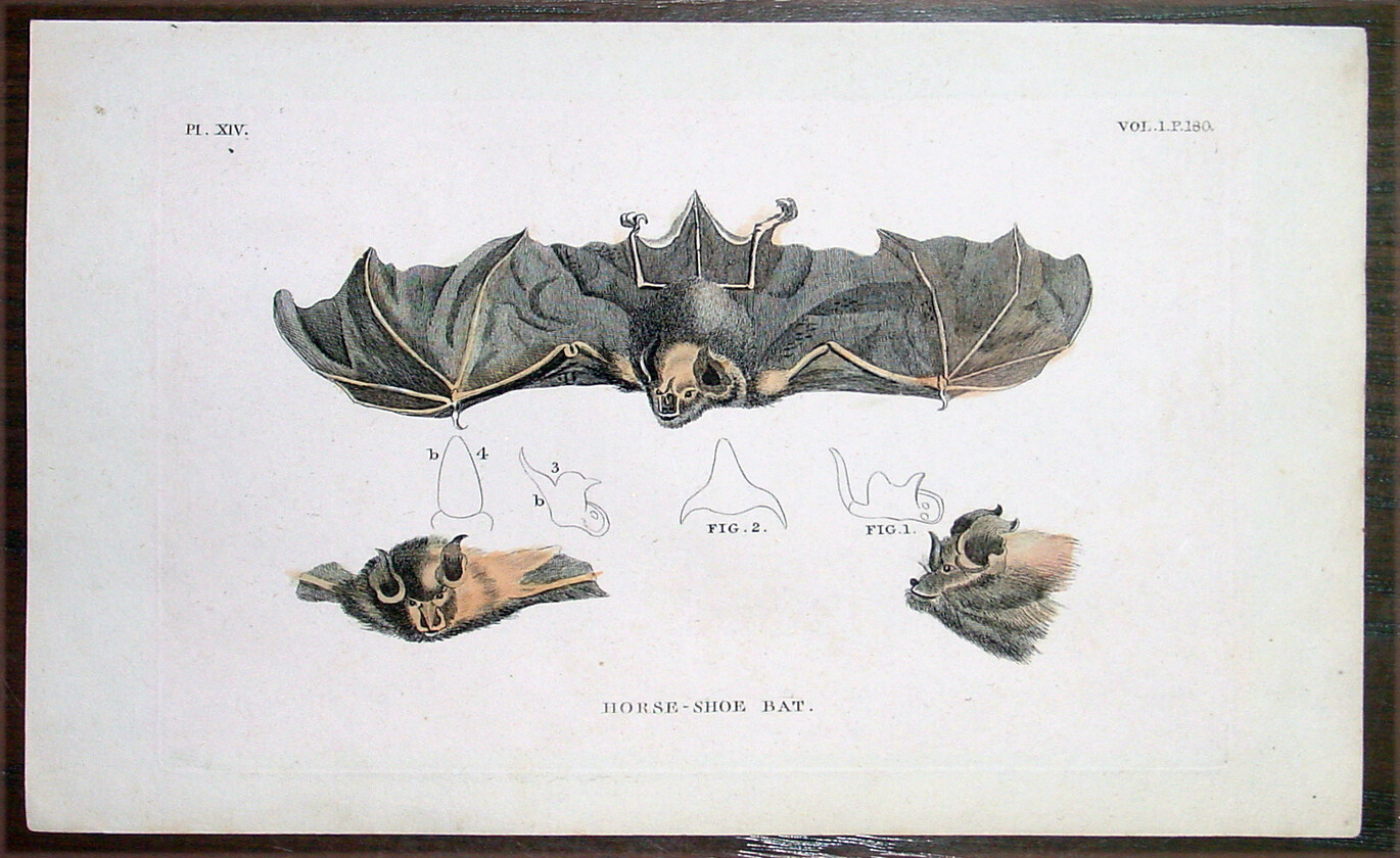 1777 Thomas Tennant & Moses Griffiths Antique Print of a Horse-Shoe Bat 1777 Thomas Tennant & Moses Griffiths Antique Print of a Horse-Shoe Bat