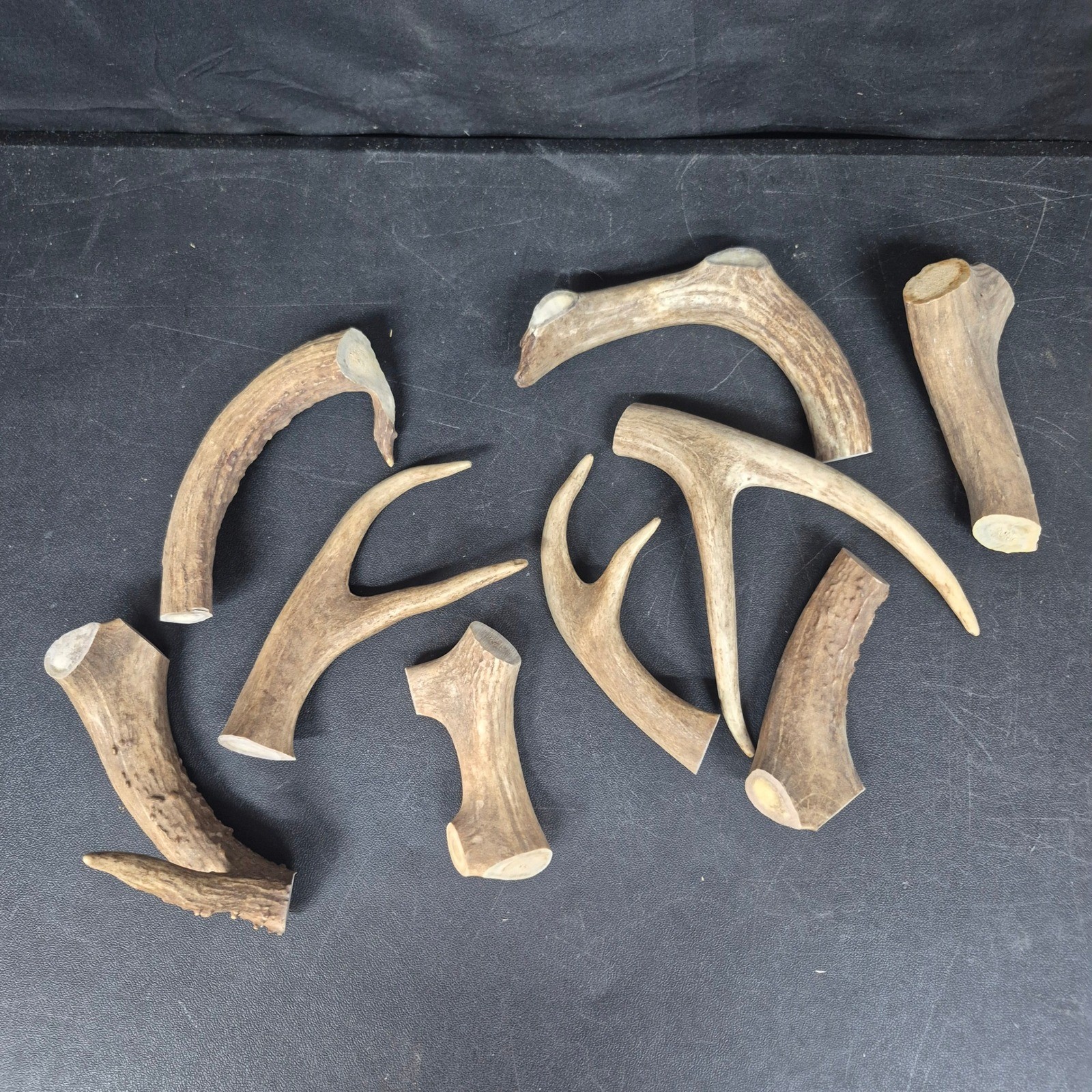 9 American Mule Deer Antler Pieces for Crafting Knife Handles Jewelry Decor 9 American Mule Deer Antler Pieces for Crafting Knife Handles Jewelry Decor