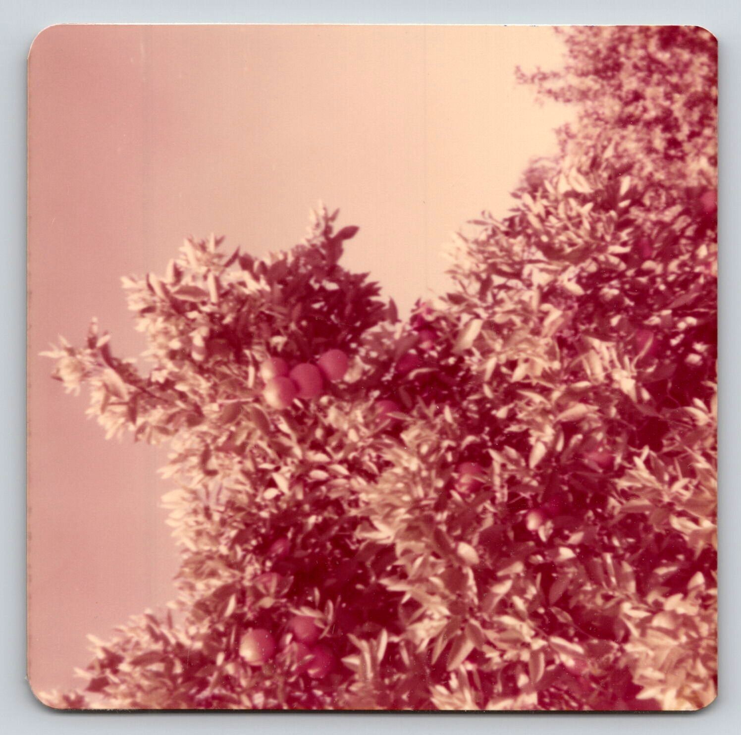 Photograph Photo Family Trip Vacation Orange Grove Citrus Florida